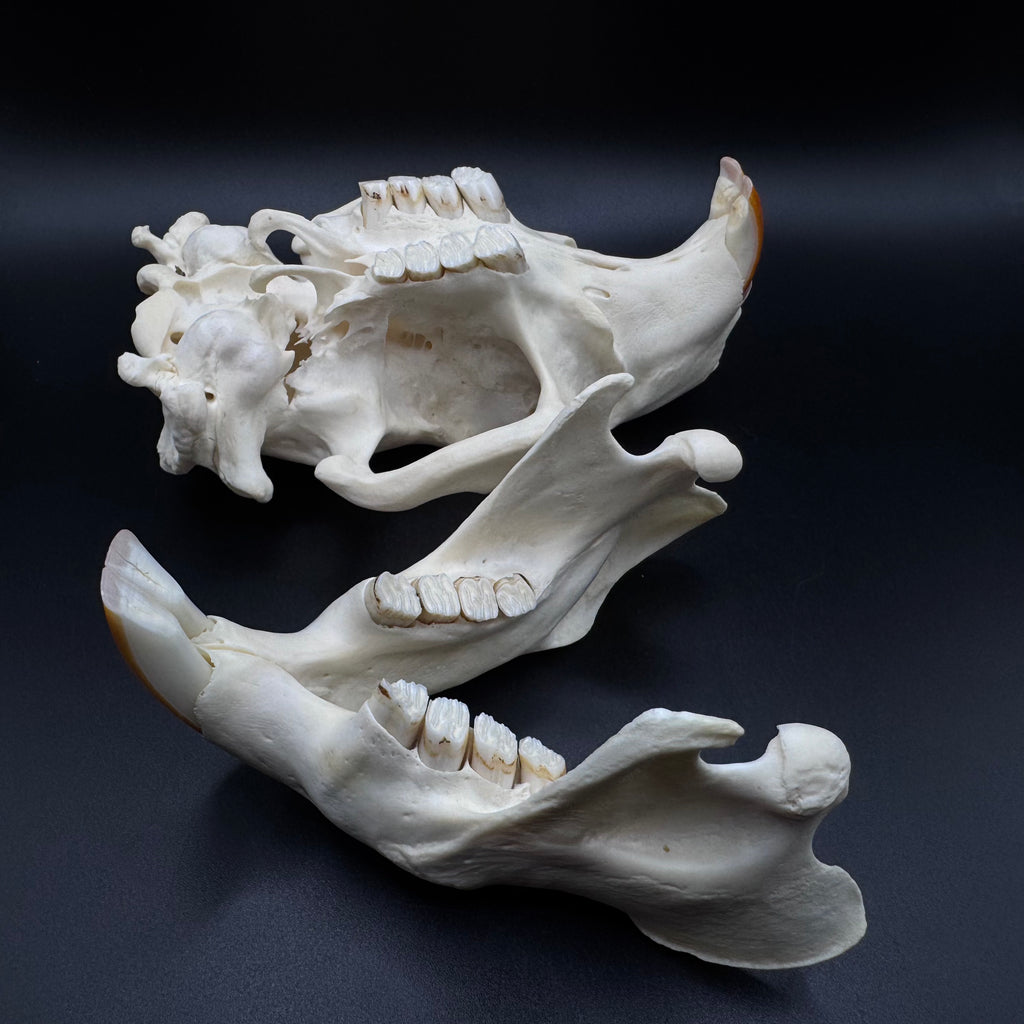 Beaver Skull – Professionally Cleaned