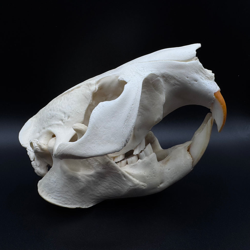 Beaver Skull – Professionally Cleaned