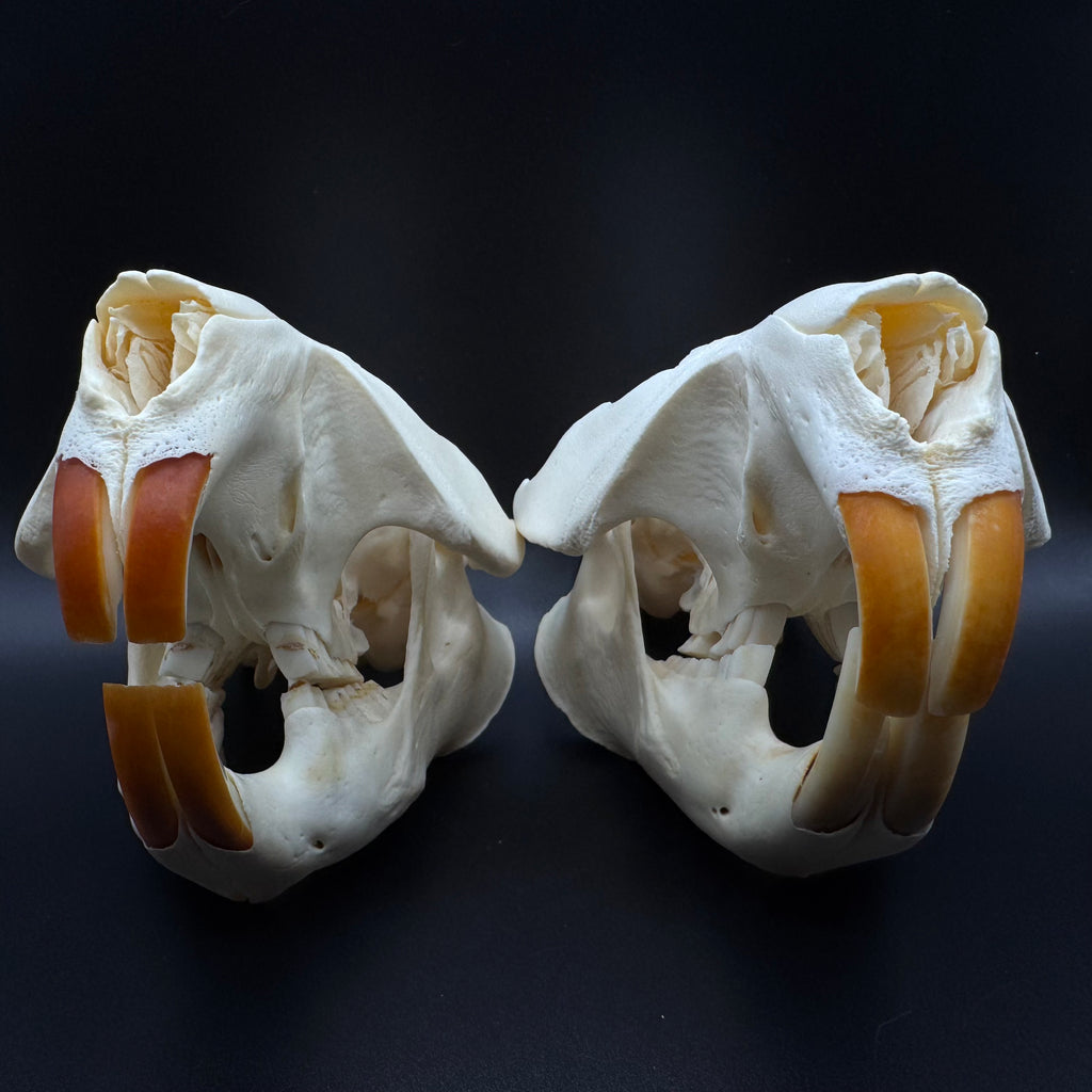 Beaver Skull – Professionally Cleaned