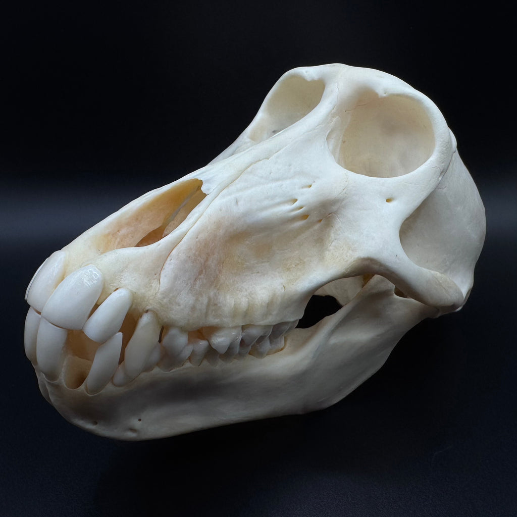 Chacma Baboon Skull - Female