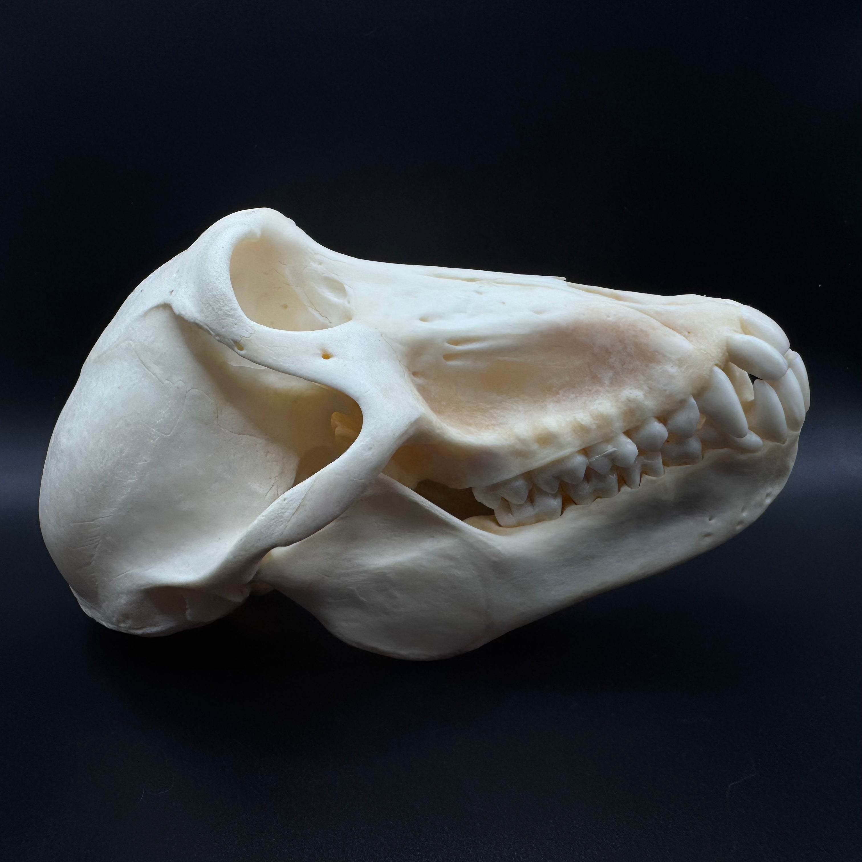 Chacma Baboon Skull - Female