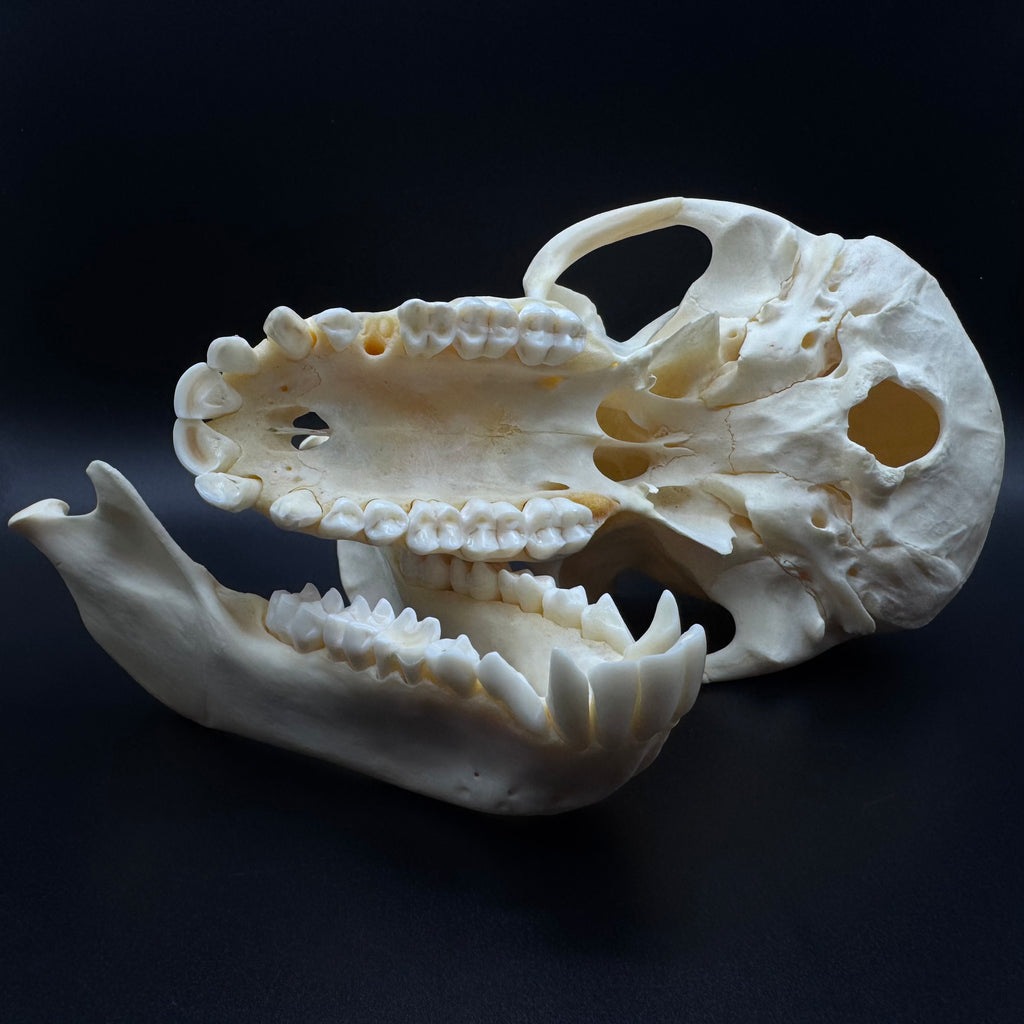 Chacma Baboon Skull - Female
