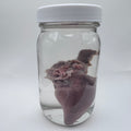 Goat Heart Wet Specimen