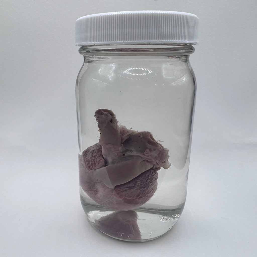 Goat Heart Wet Specimen