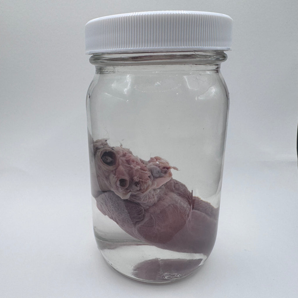 Goat Heart Wet Specimen