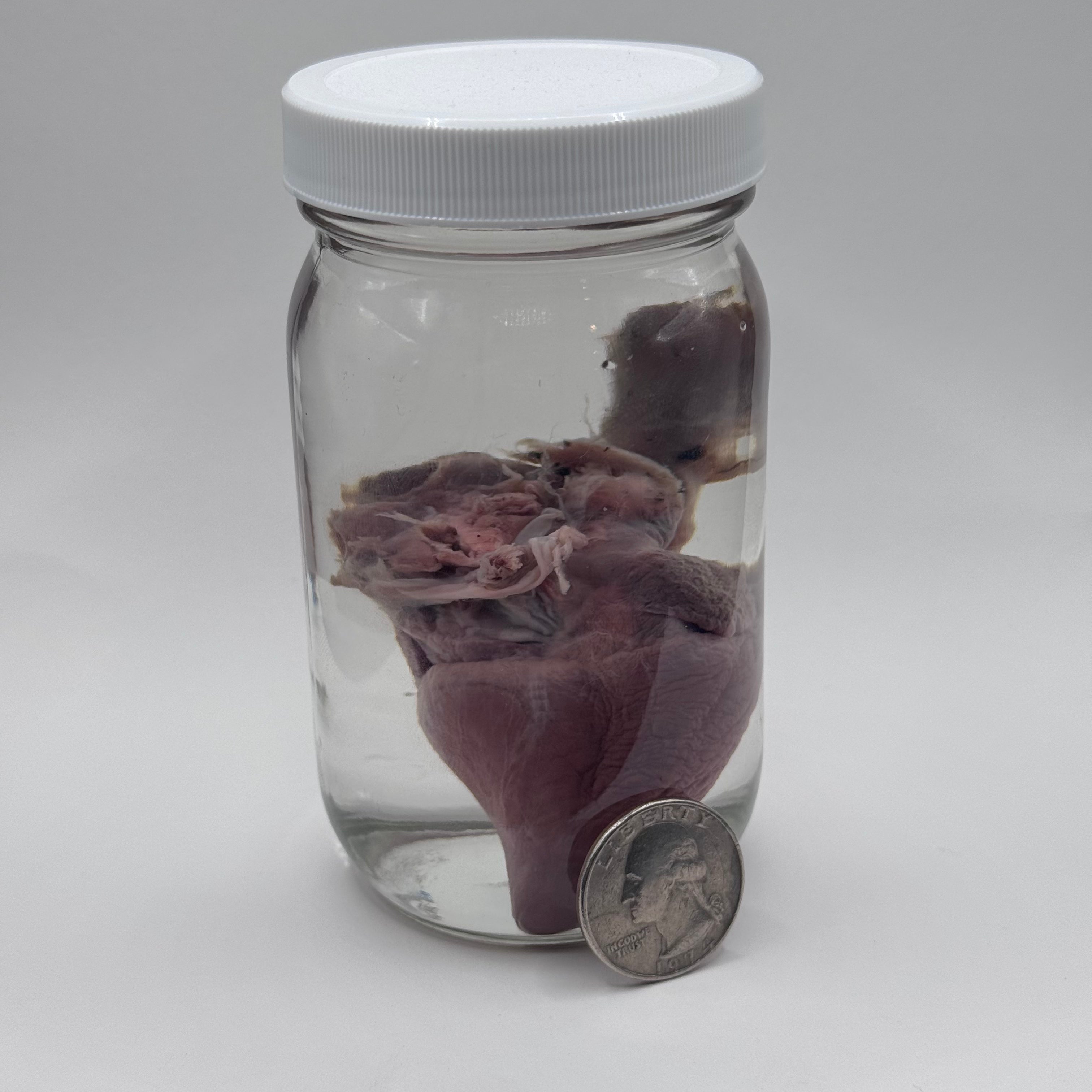 Goat Heart Wet Specimen