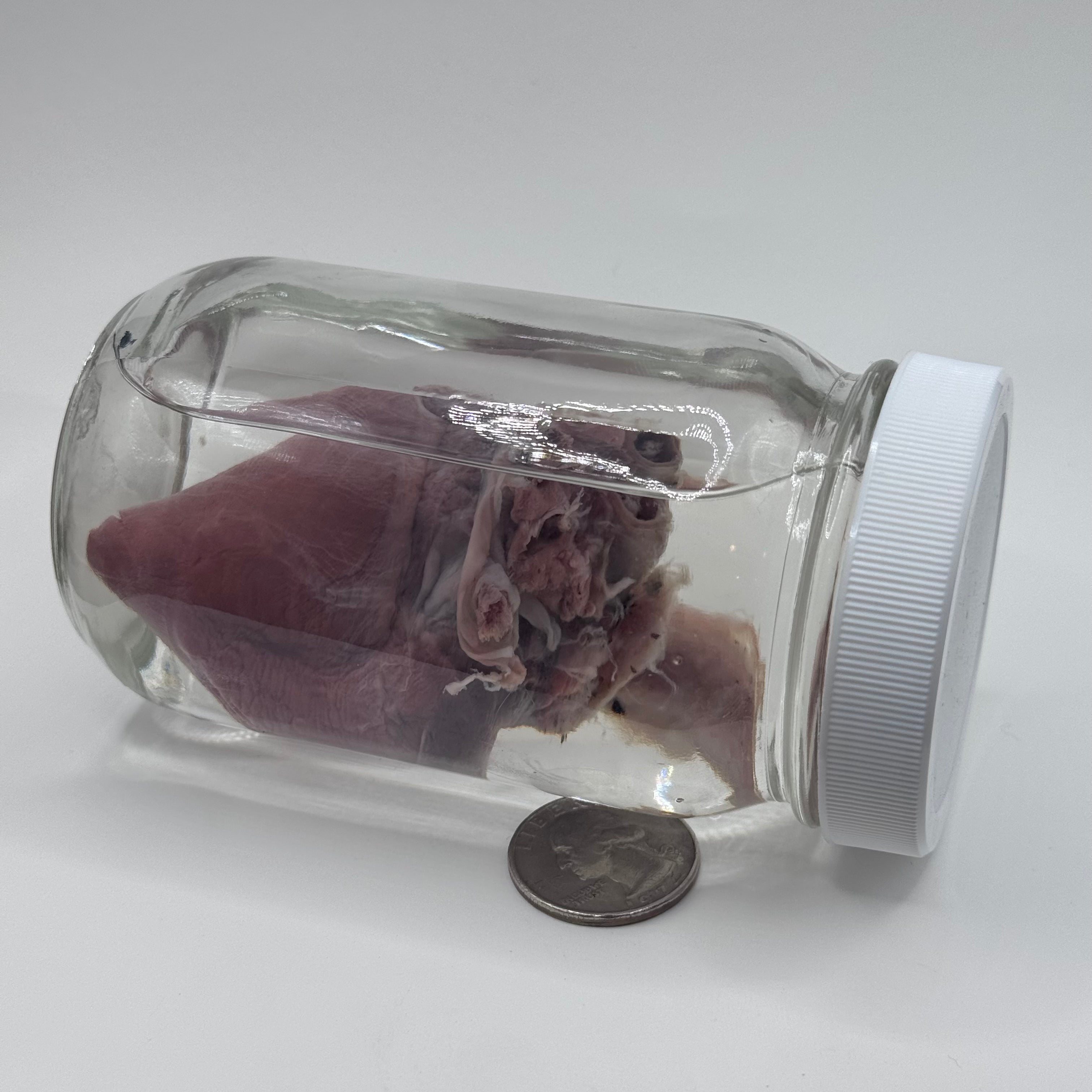 Goat Heart Wet Specimen