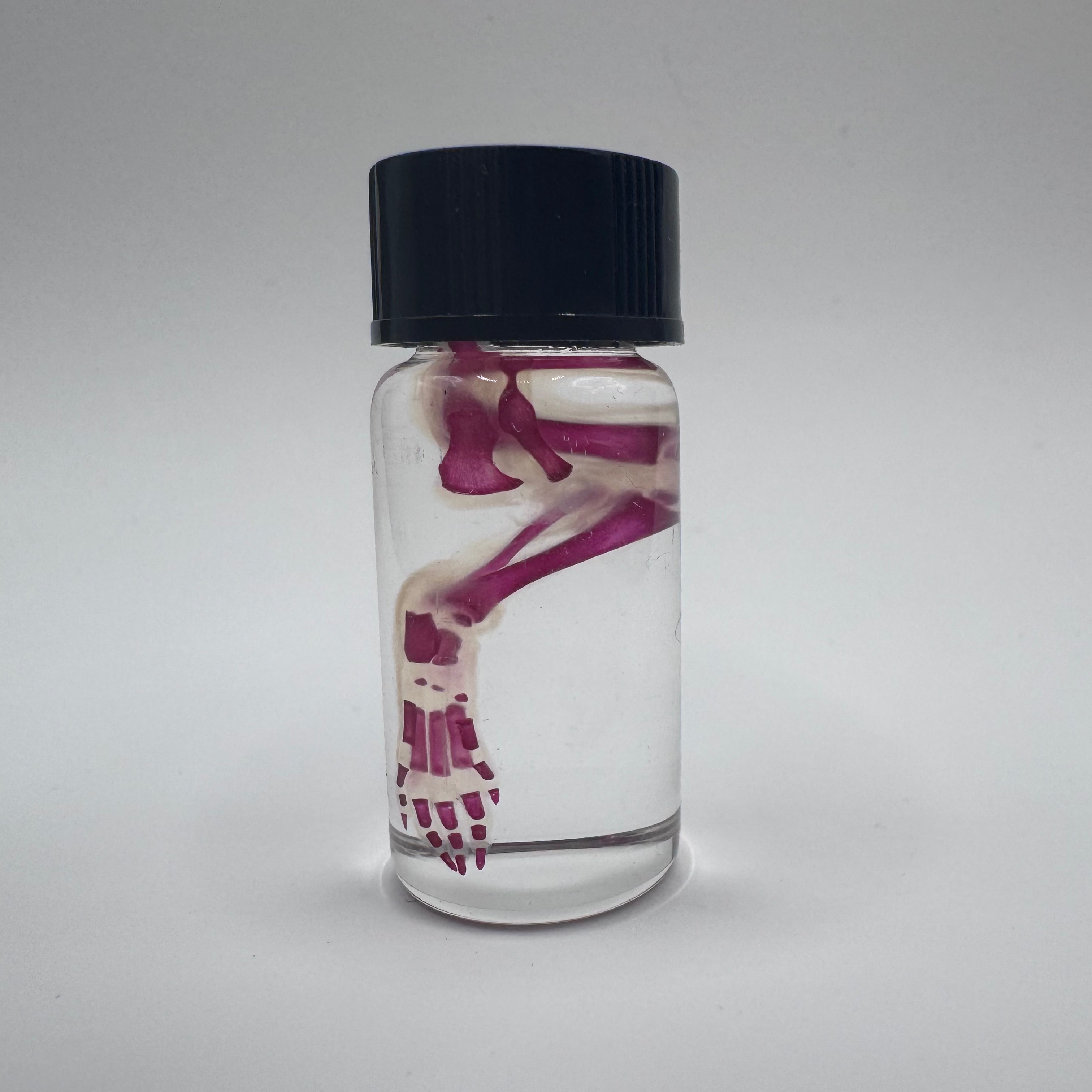 Diaphonized Rat Paw Specimen
