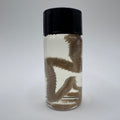 Polychaete Worm Wet Specimen - #001
