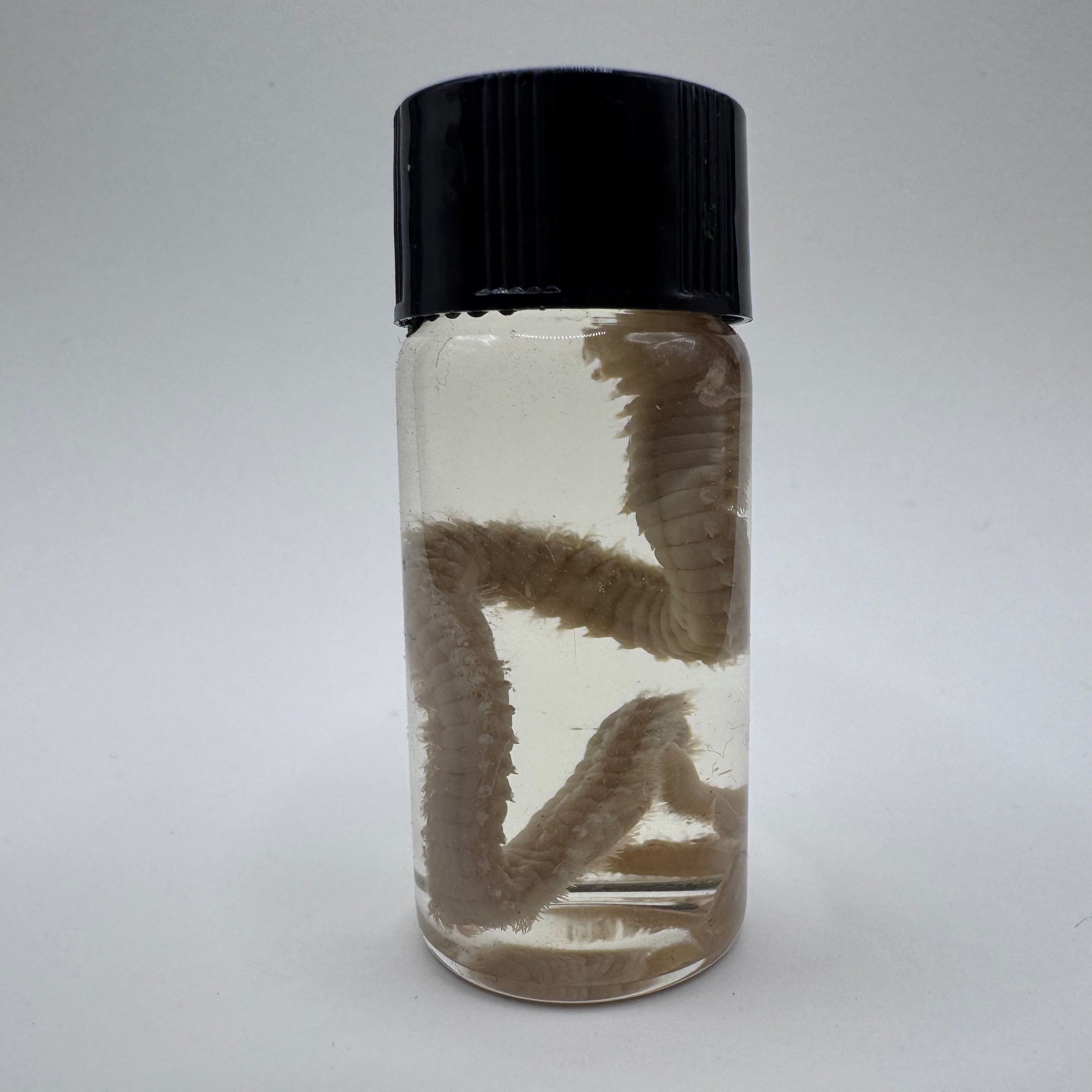 Polychaete Worm Wet Specimen - #001