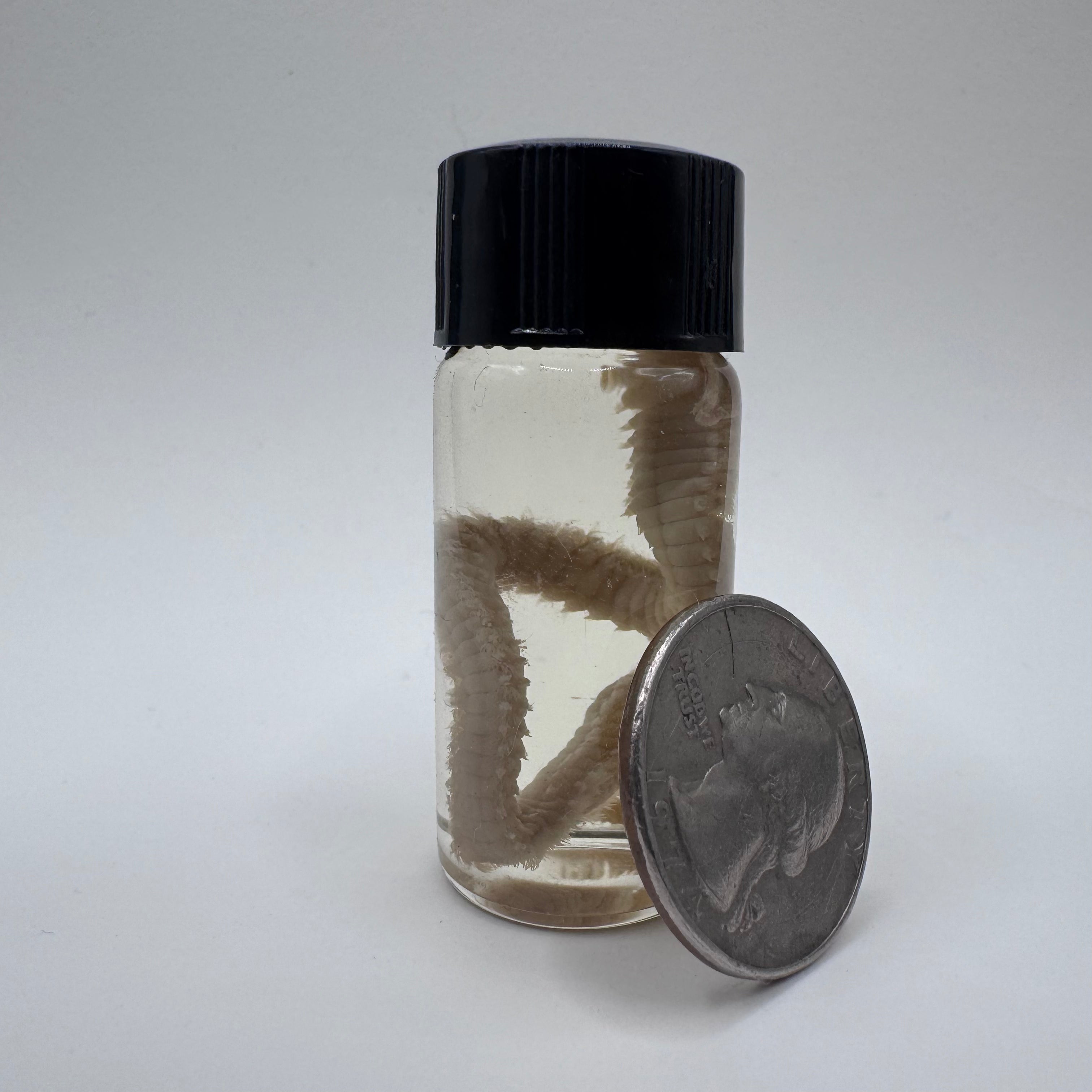Polychaete Worm Wet Specimen - #001
