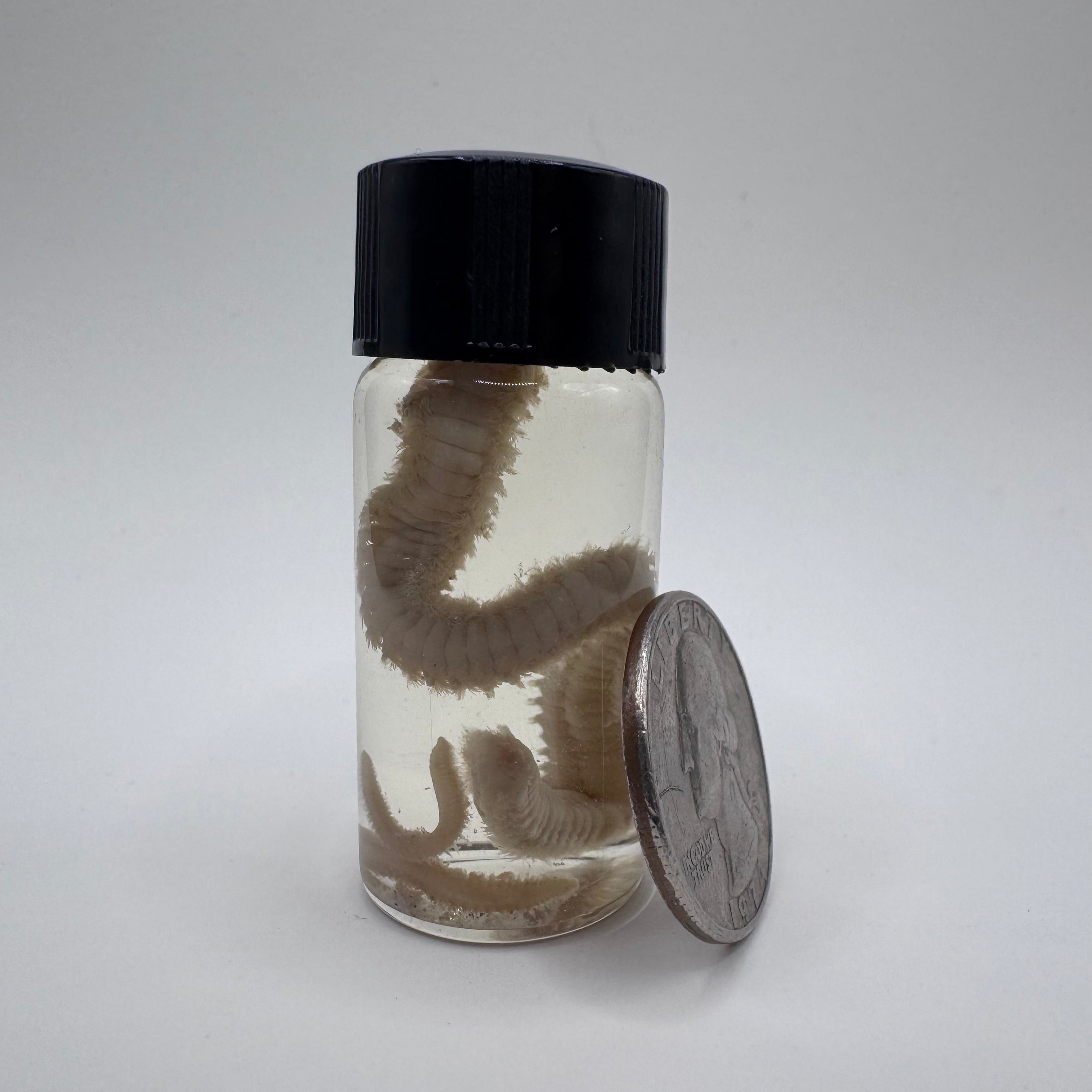 Polychaete Worm Wet Specimen - #001