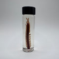 Centipede Wet Specimen - #001