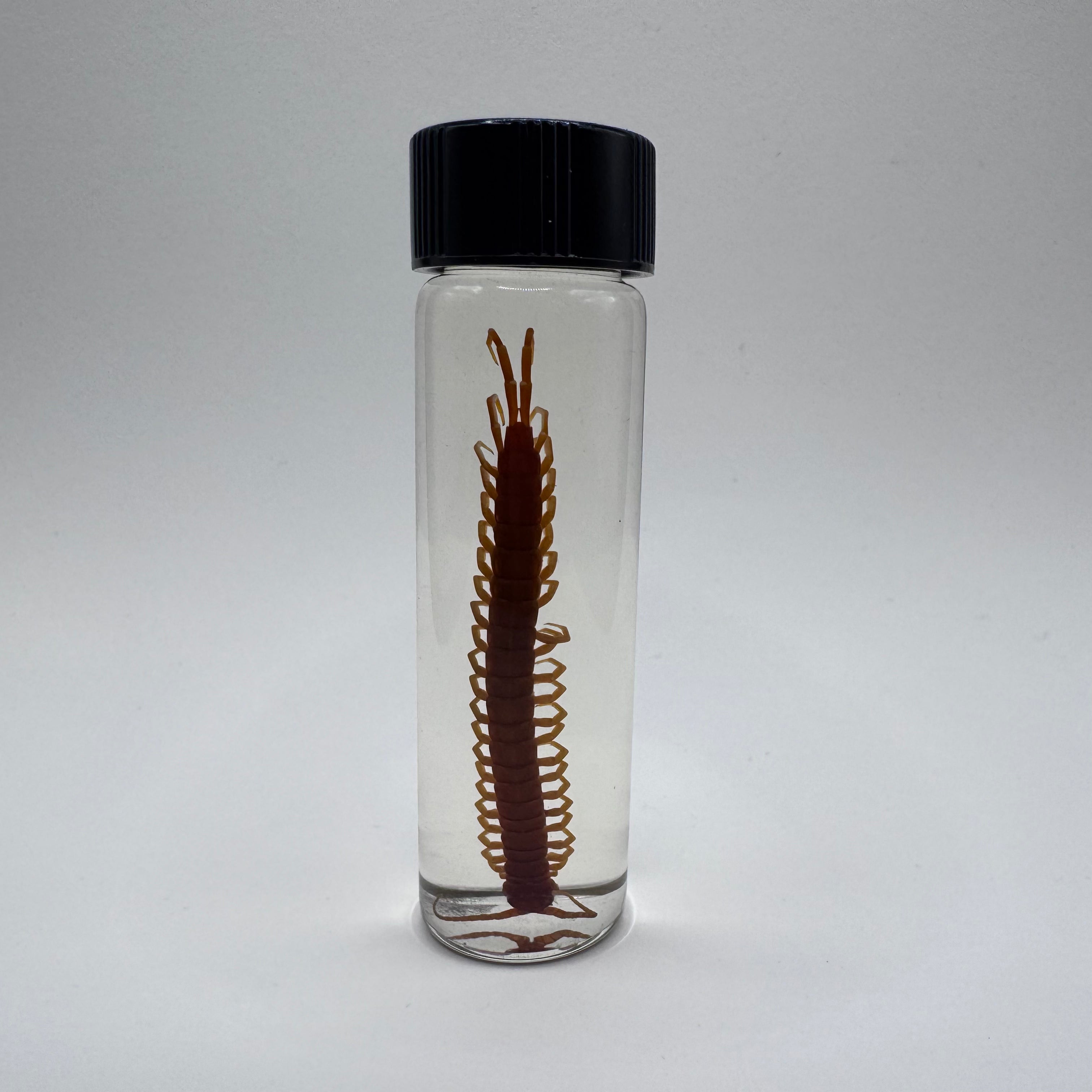 Centipede Wet Specimen - #001