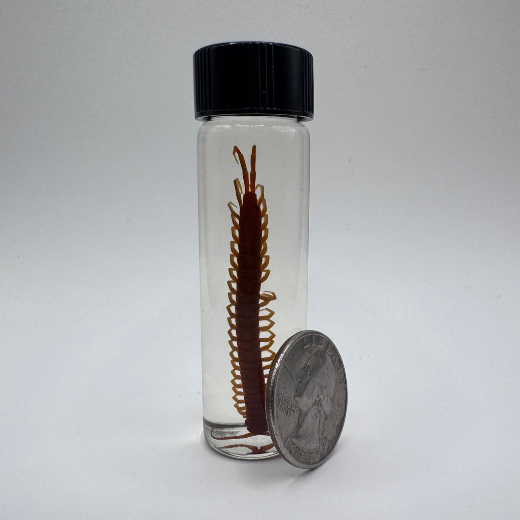 Centipede Wet Specimen - #001