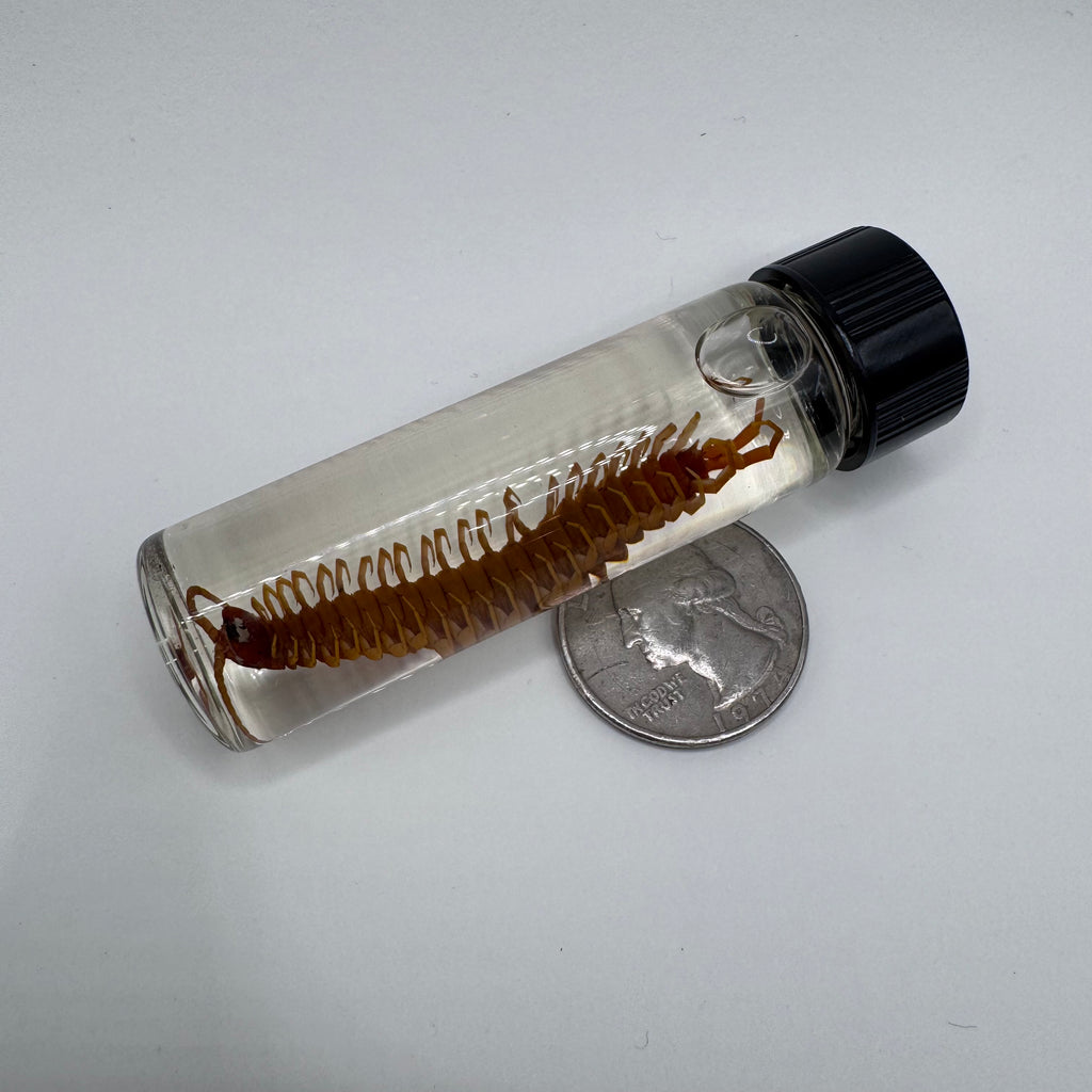 Centipede Wet Specimen - #001