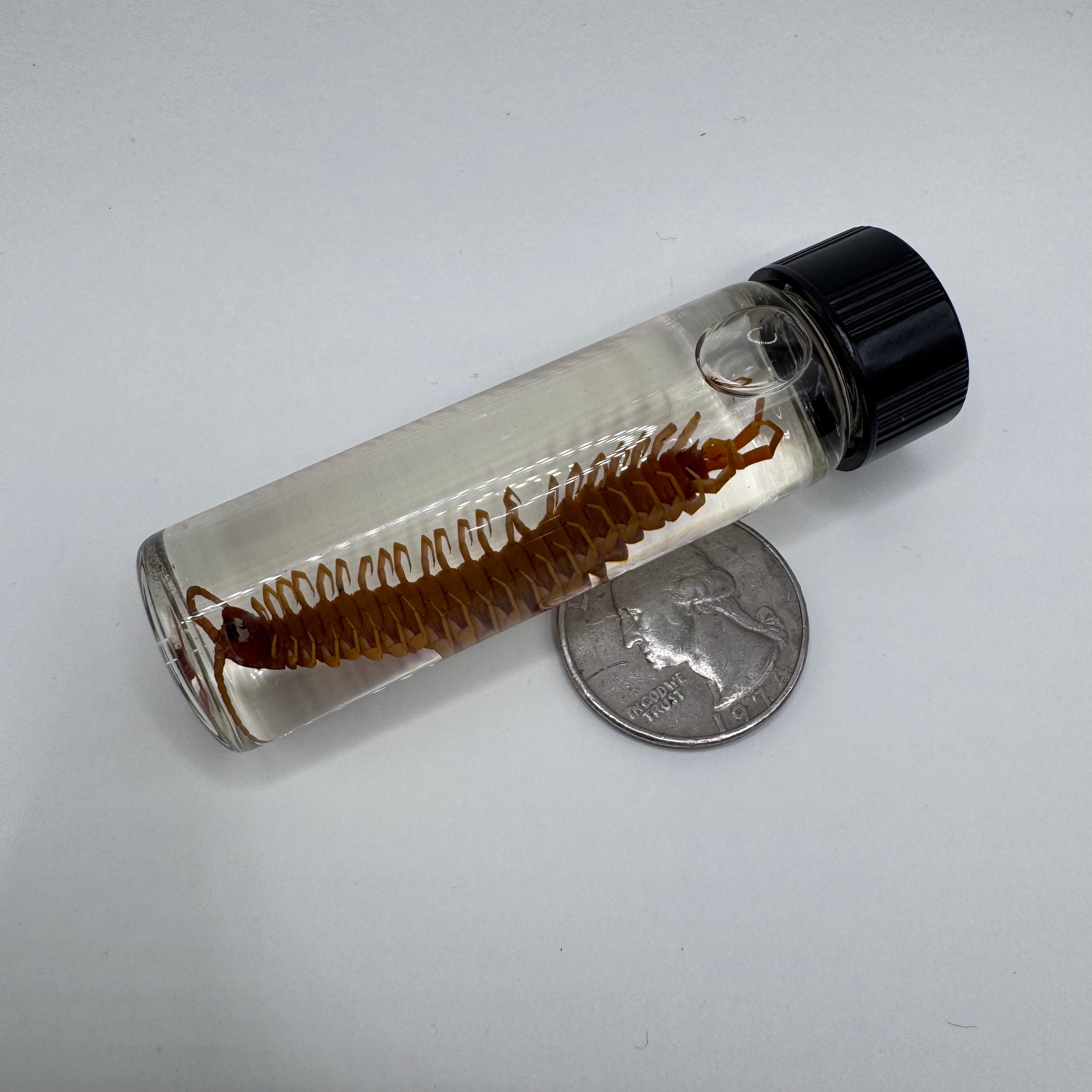 Centipede Wet Specimen - #001