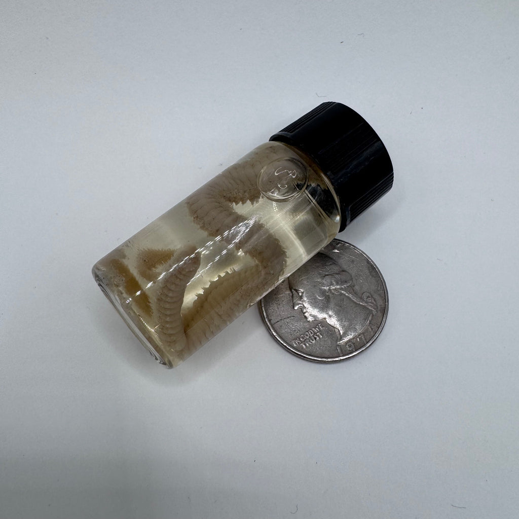 Polychaete Worm Wet Specimen - #001