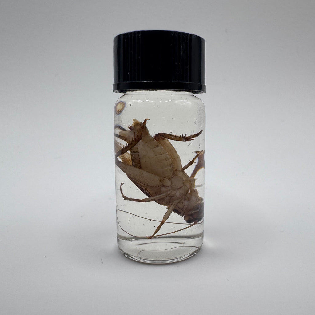 House Cricket Wet Specimen - #001