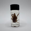 House Cricket Wet Specimen - #001