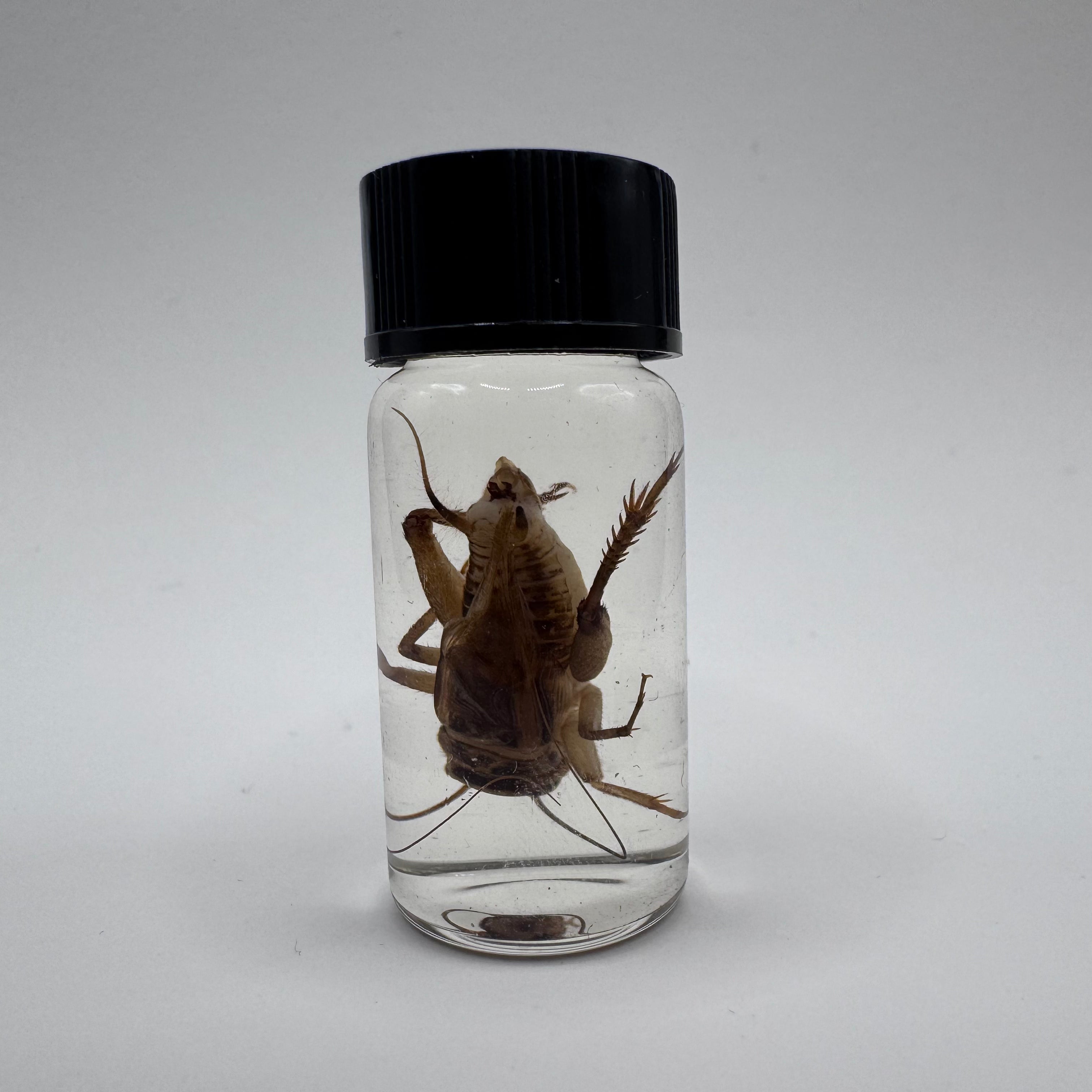 House Cricket Wet Specimen - #001