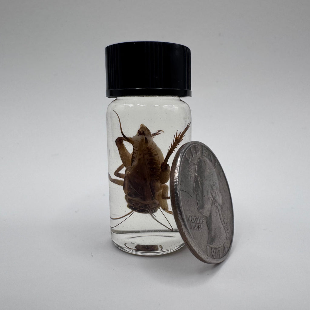 House Cricket Wet Specimen - #001