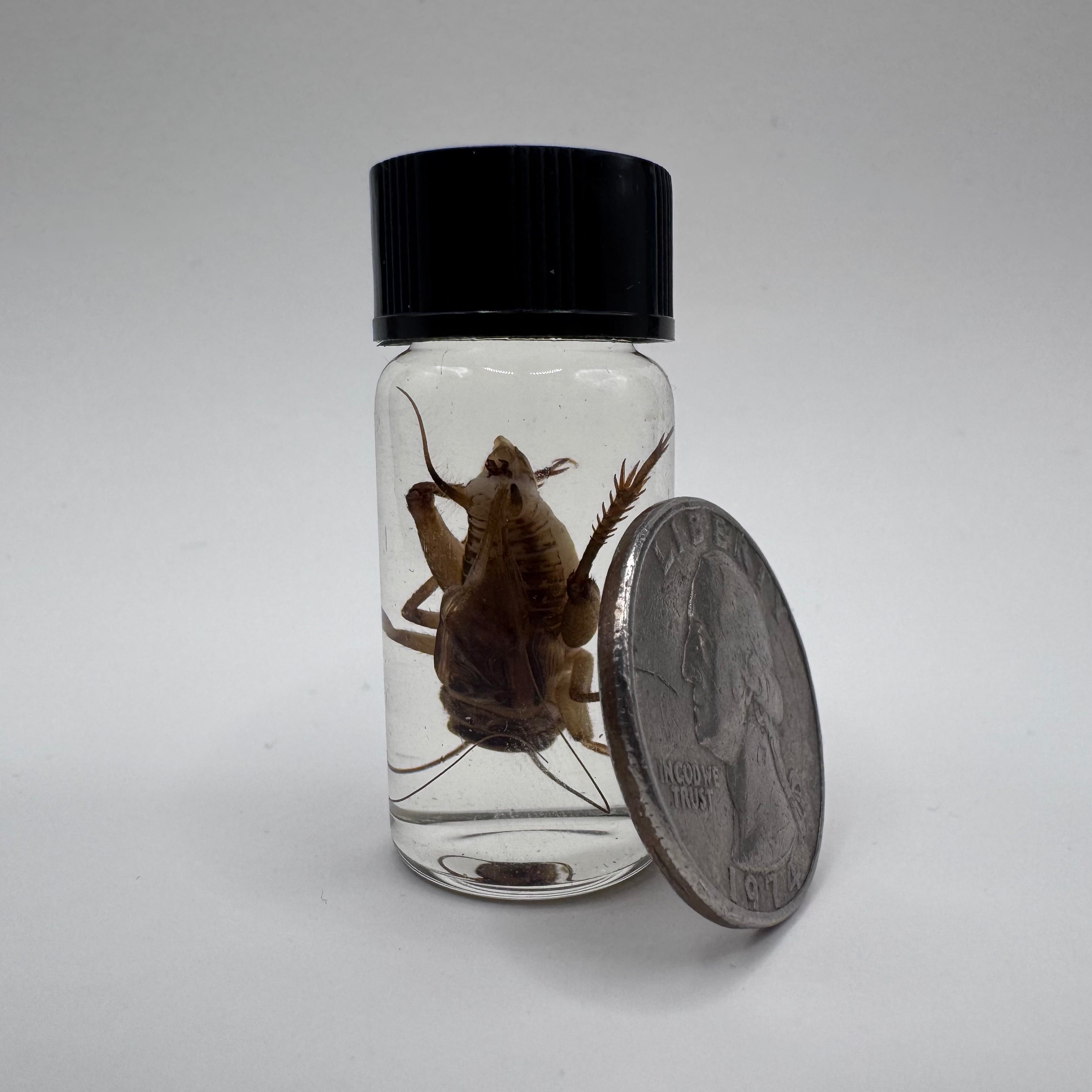 House Cricket Wet Specimen - #001