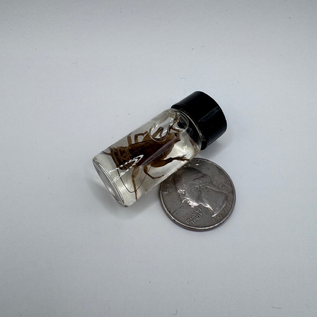 House Cricket Wet Specimen - #001