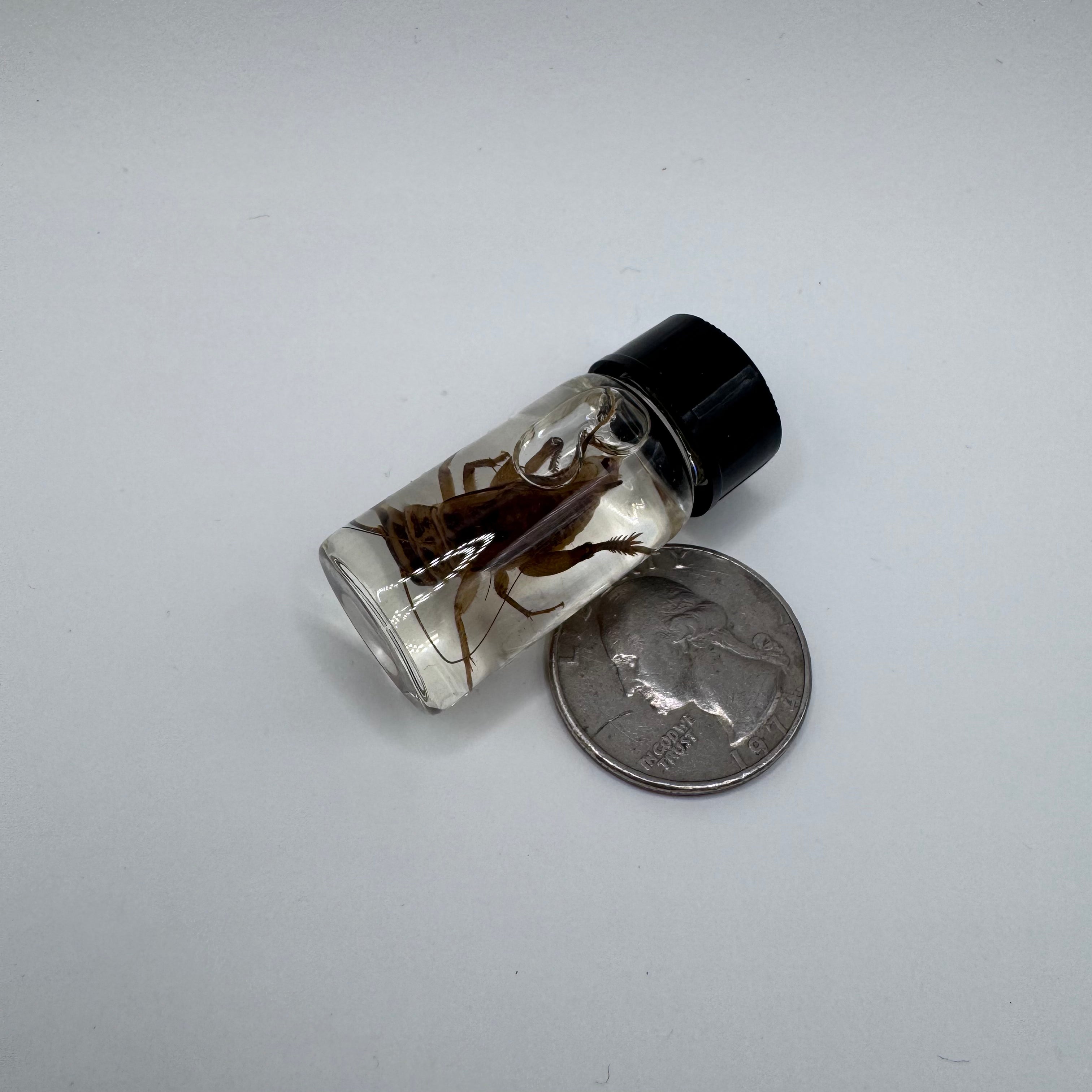 House Cricket Wet Specimen - #001
