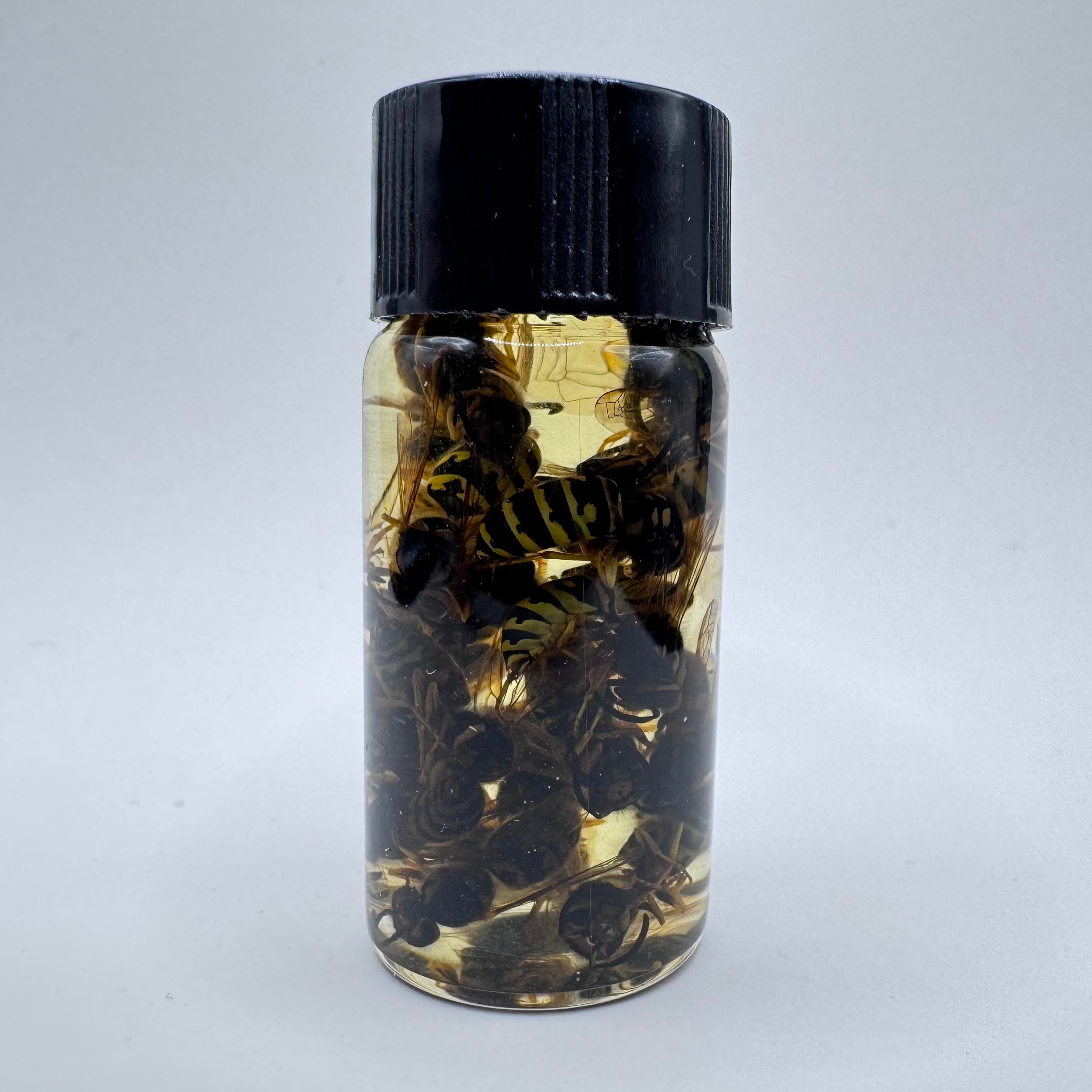 Yellowjacket Wet Specimen - #001