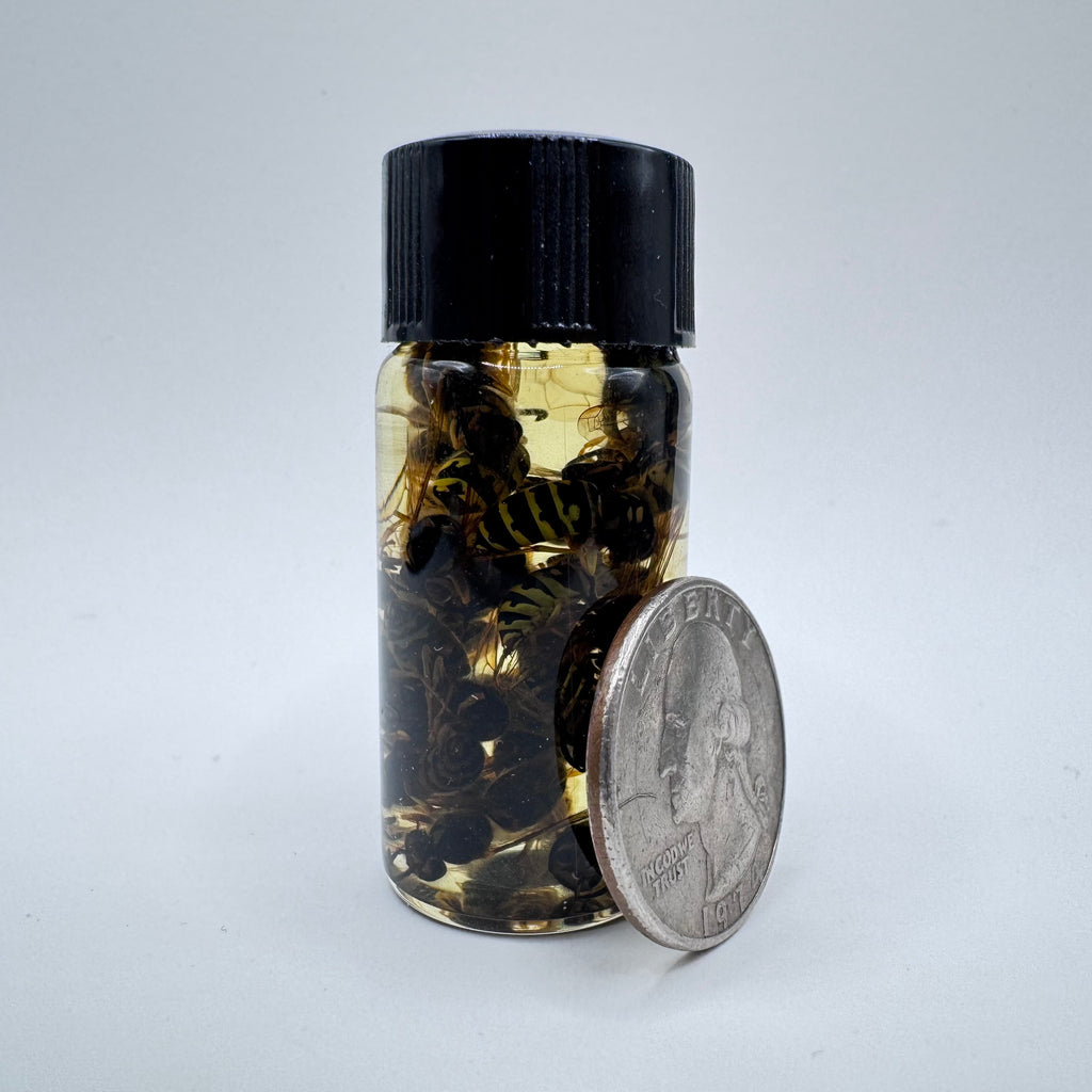 Yellowjacket Wet Specimen - #001
