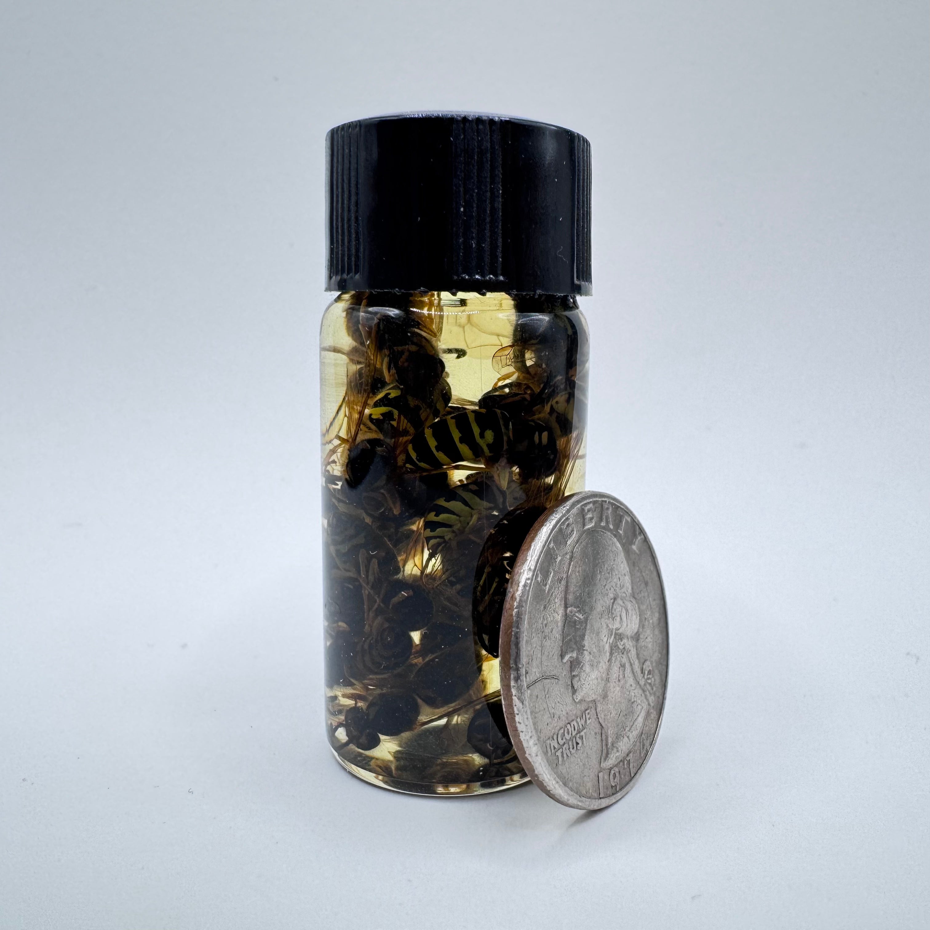 Yellowjacket Wet Specimen - #001