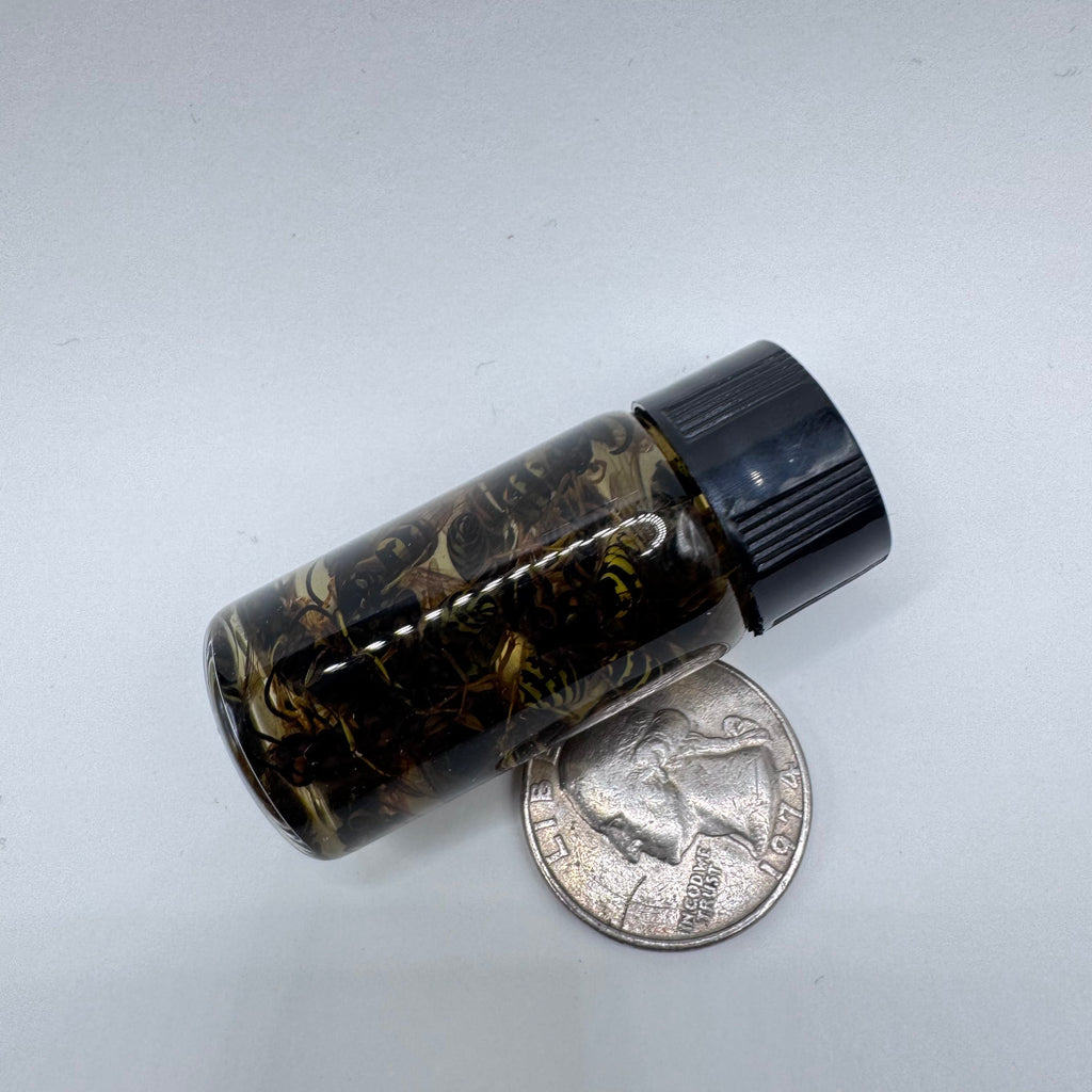 Yellowjacket Wet Specimen - #001