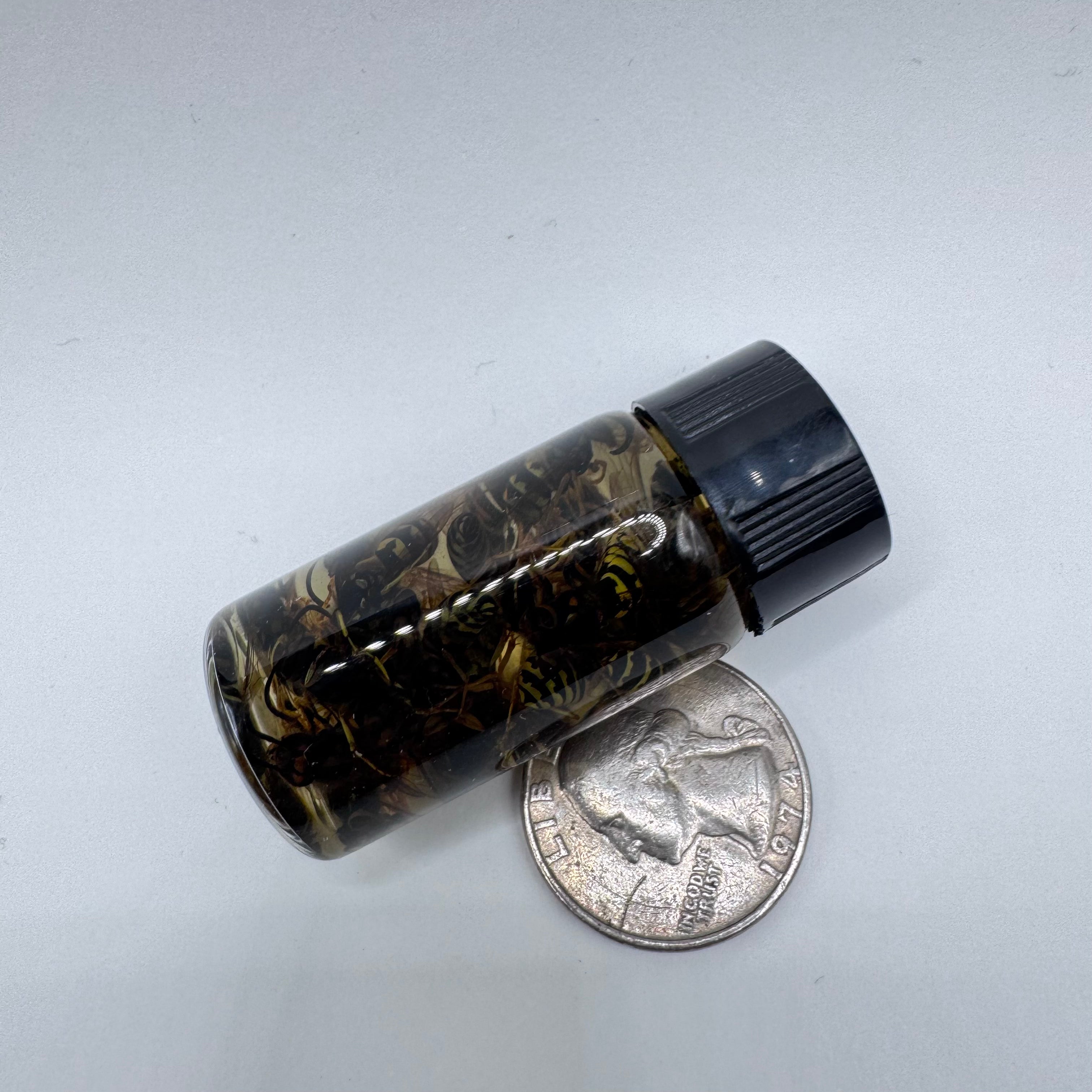 Yellowjacket Wet Specimen - #001