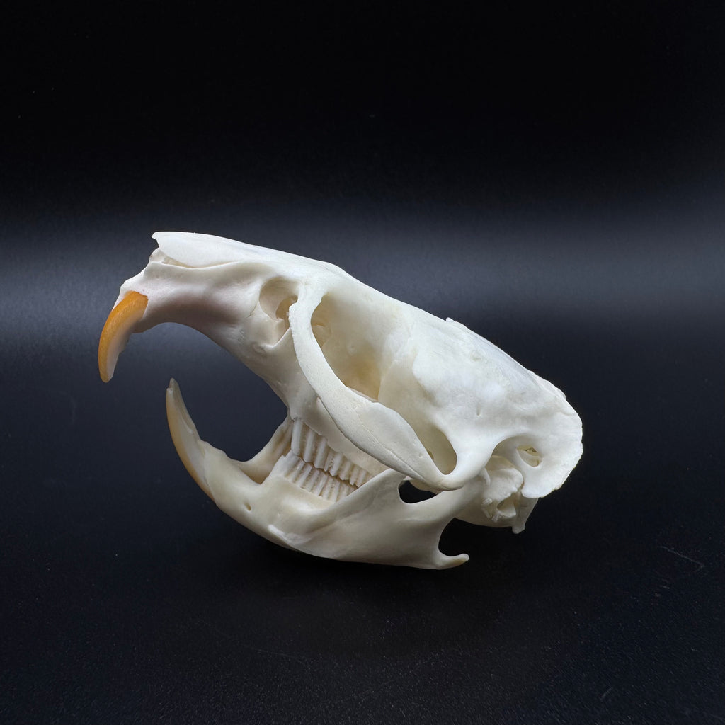 Muskrat Skull – Professionally Cleaned