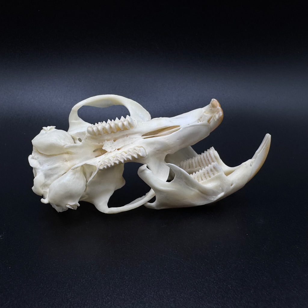 Muskrat Skull – Professionally Cleaned
