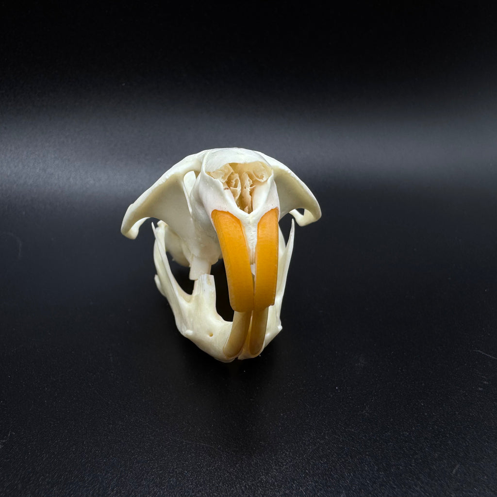 Muskrat Skull – Professionally Cleaned