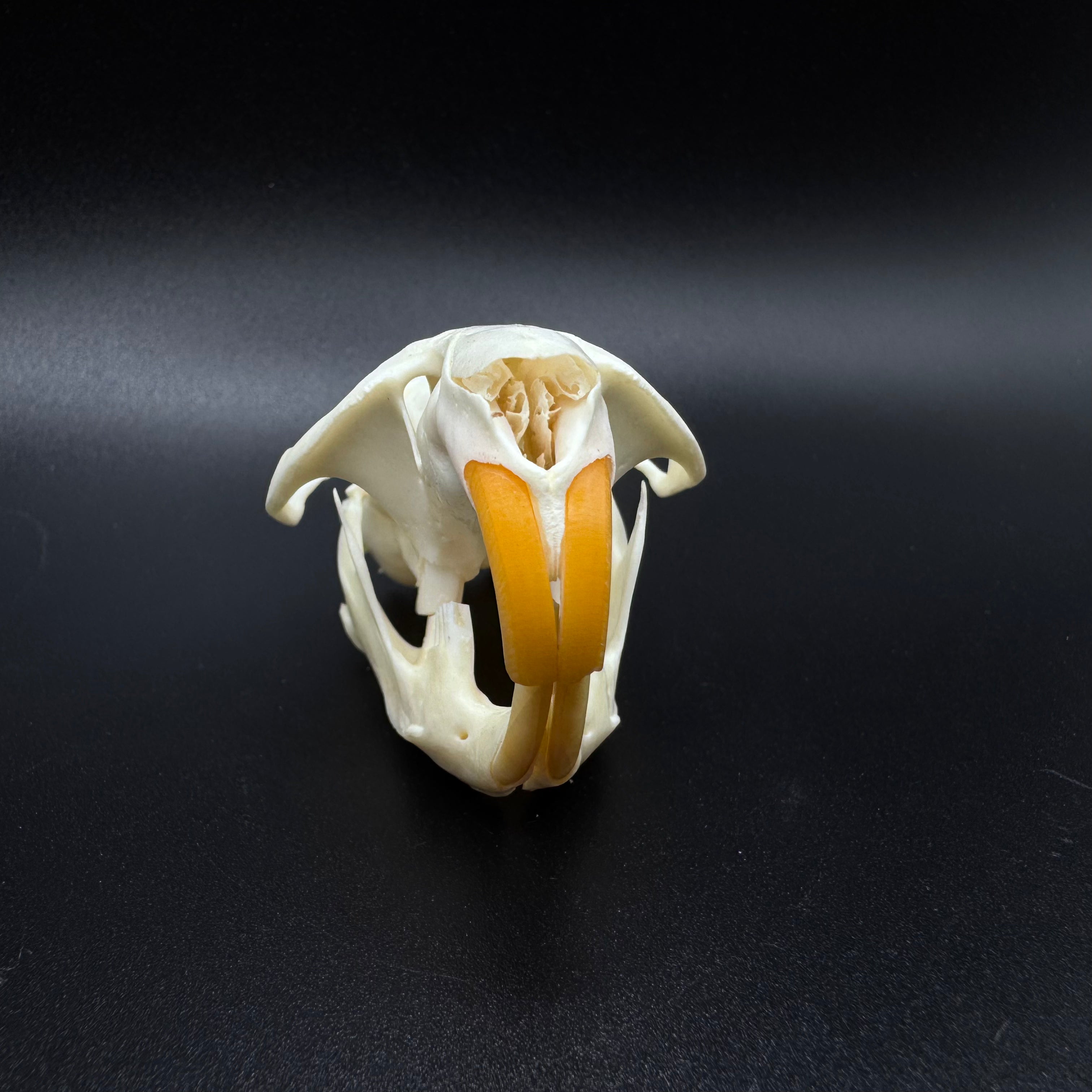 Muskrat Skull – Professionally Cleaned