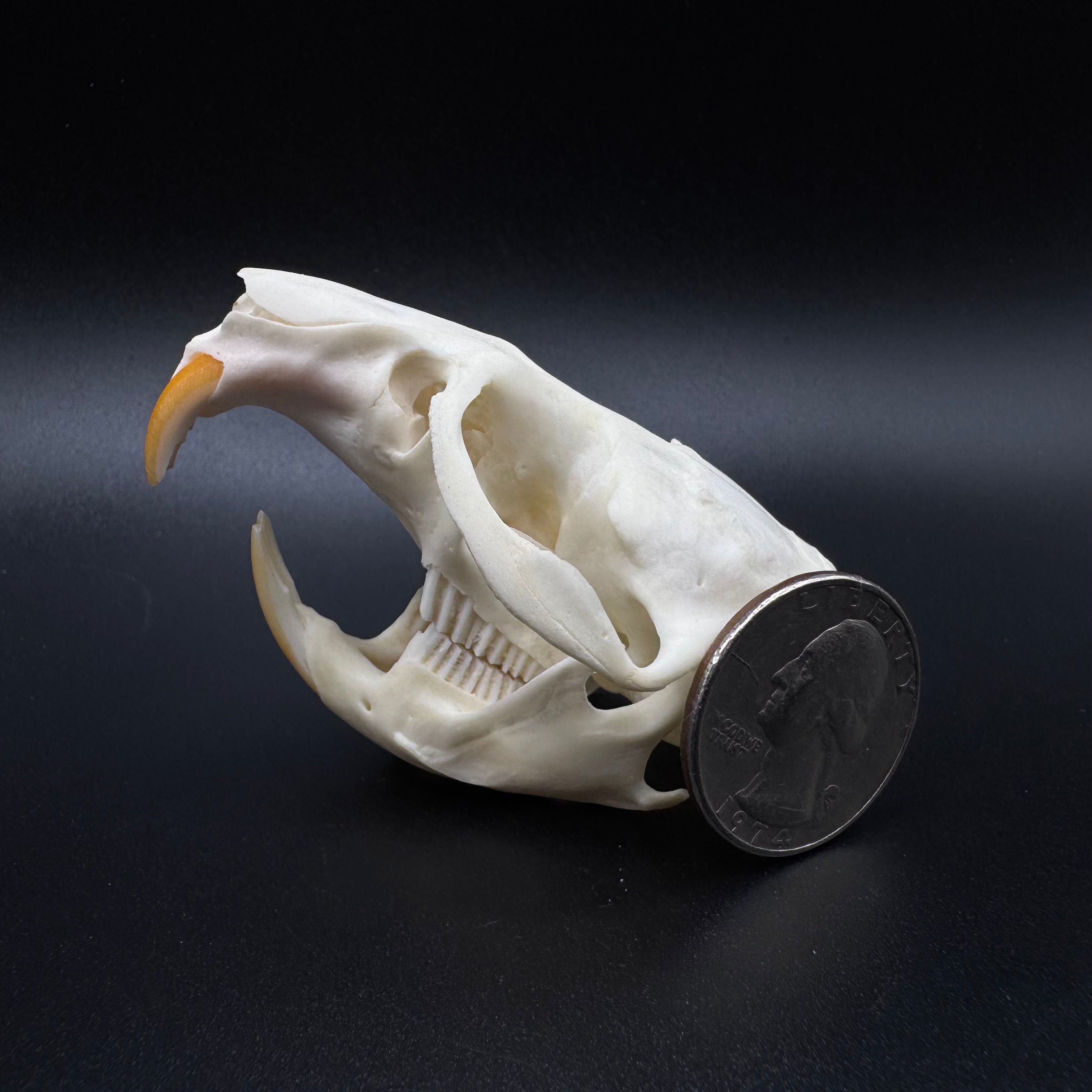 Muskrat Skull – Professionally Cleaned