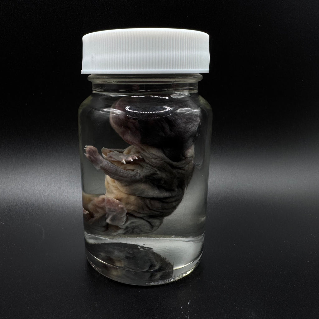 Stillborn Rabbit – Wet Specimen
