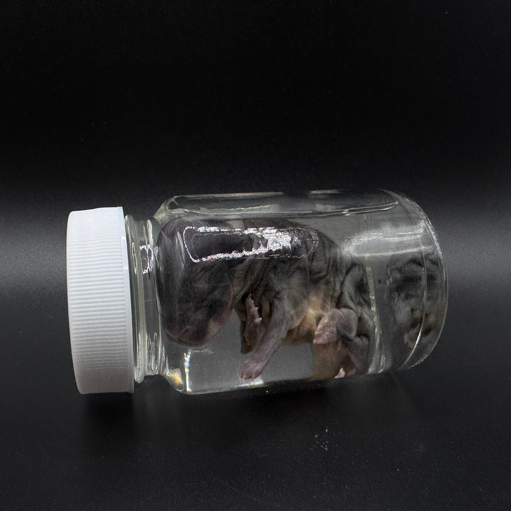 Stillborn Rabbit – Wet Specimen