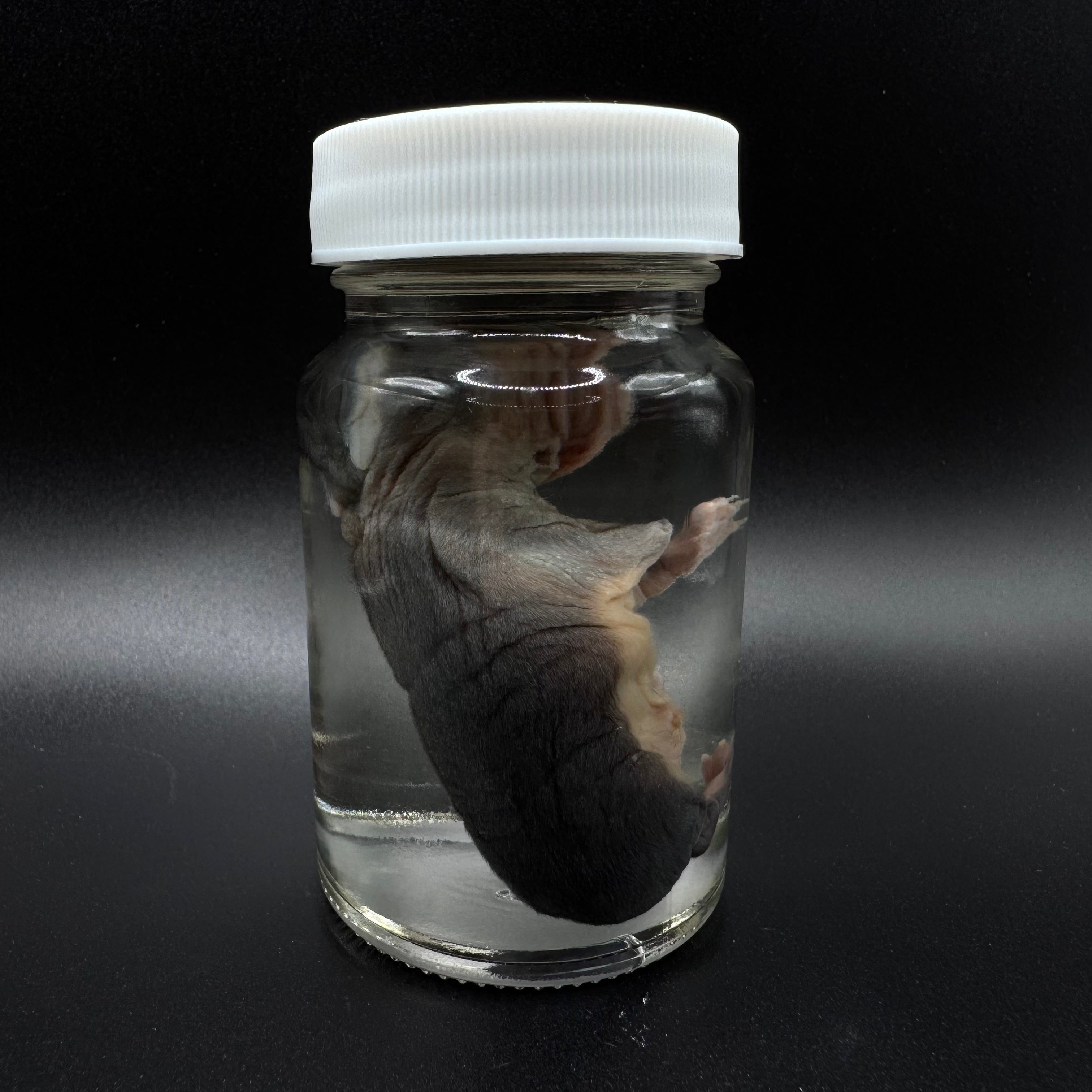 Stillborn Rabbit – Wet Specimen