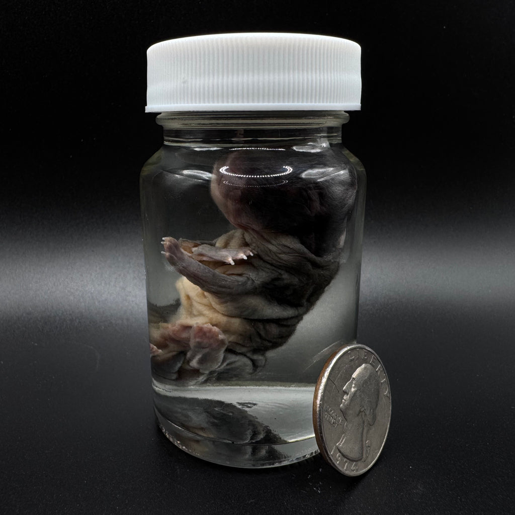 Stillborn Rabbit – Wet Specimen