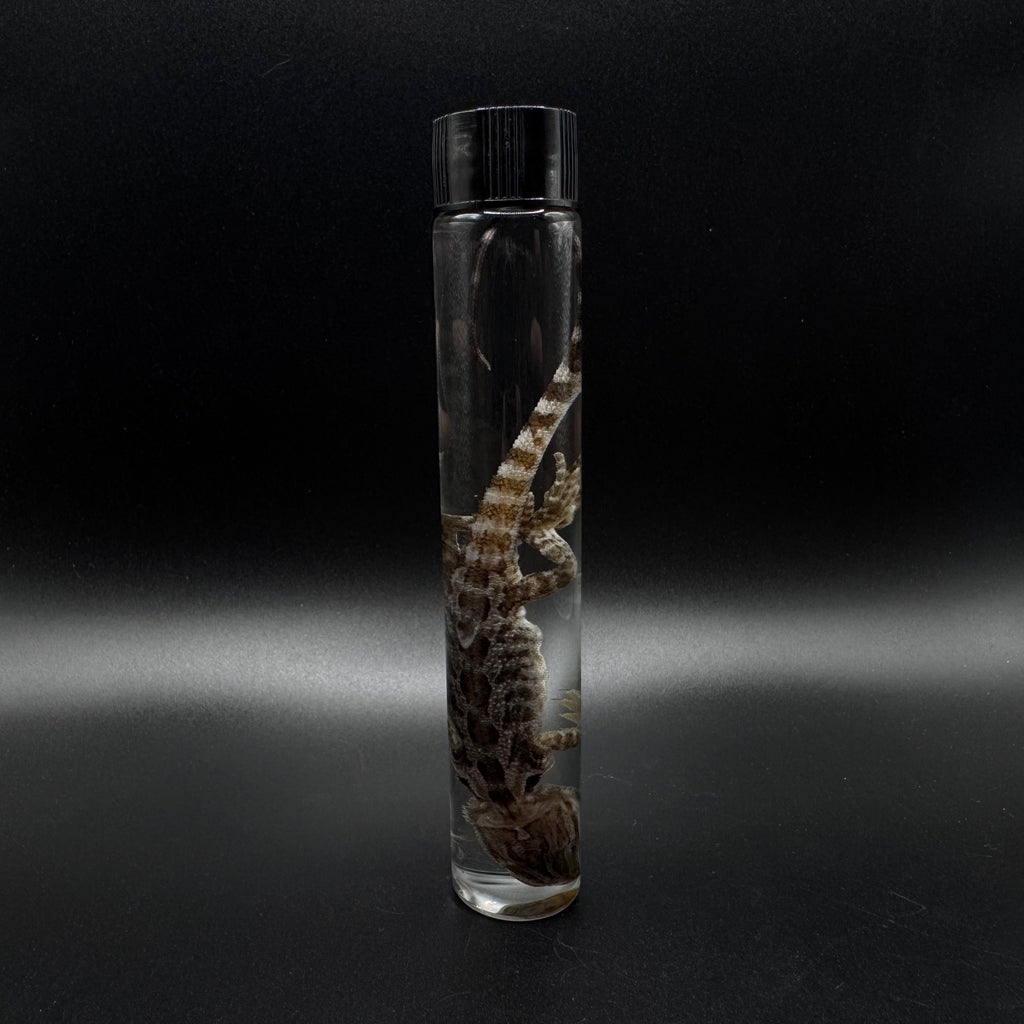 Bearded Dragon Wet Specimen