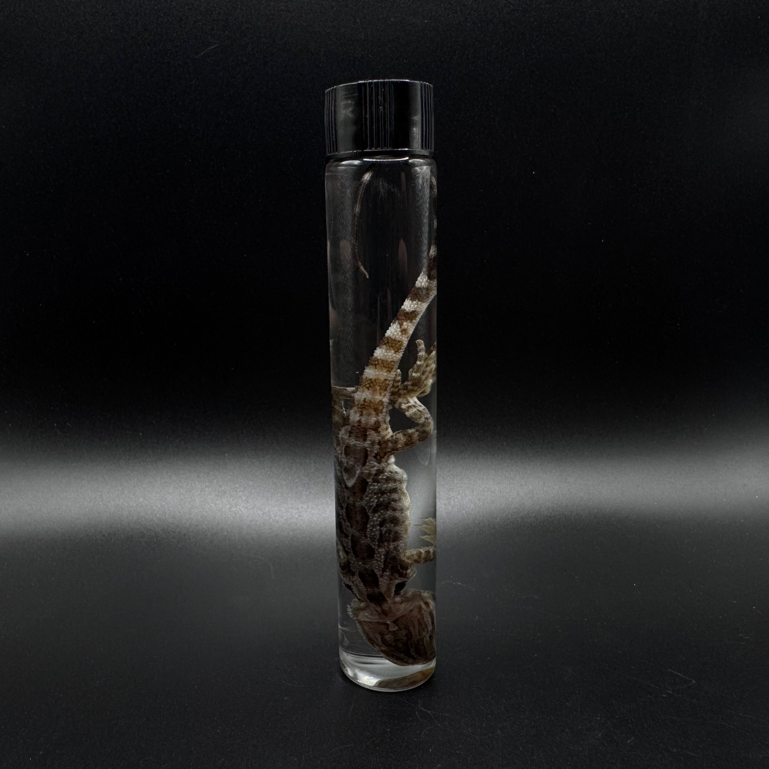 Bearded Dragon Wet Specimen
