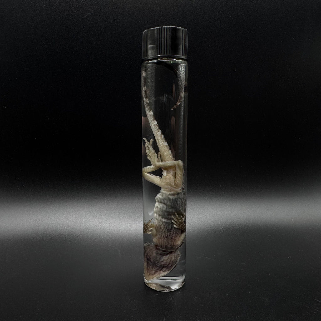 Bearded Dragon Wet Specimen