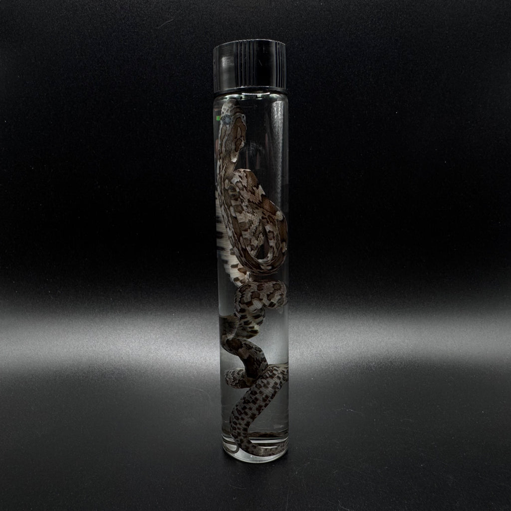 Baby Corn Snake Wet Specimen