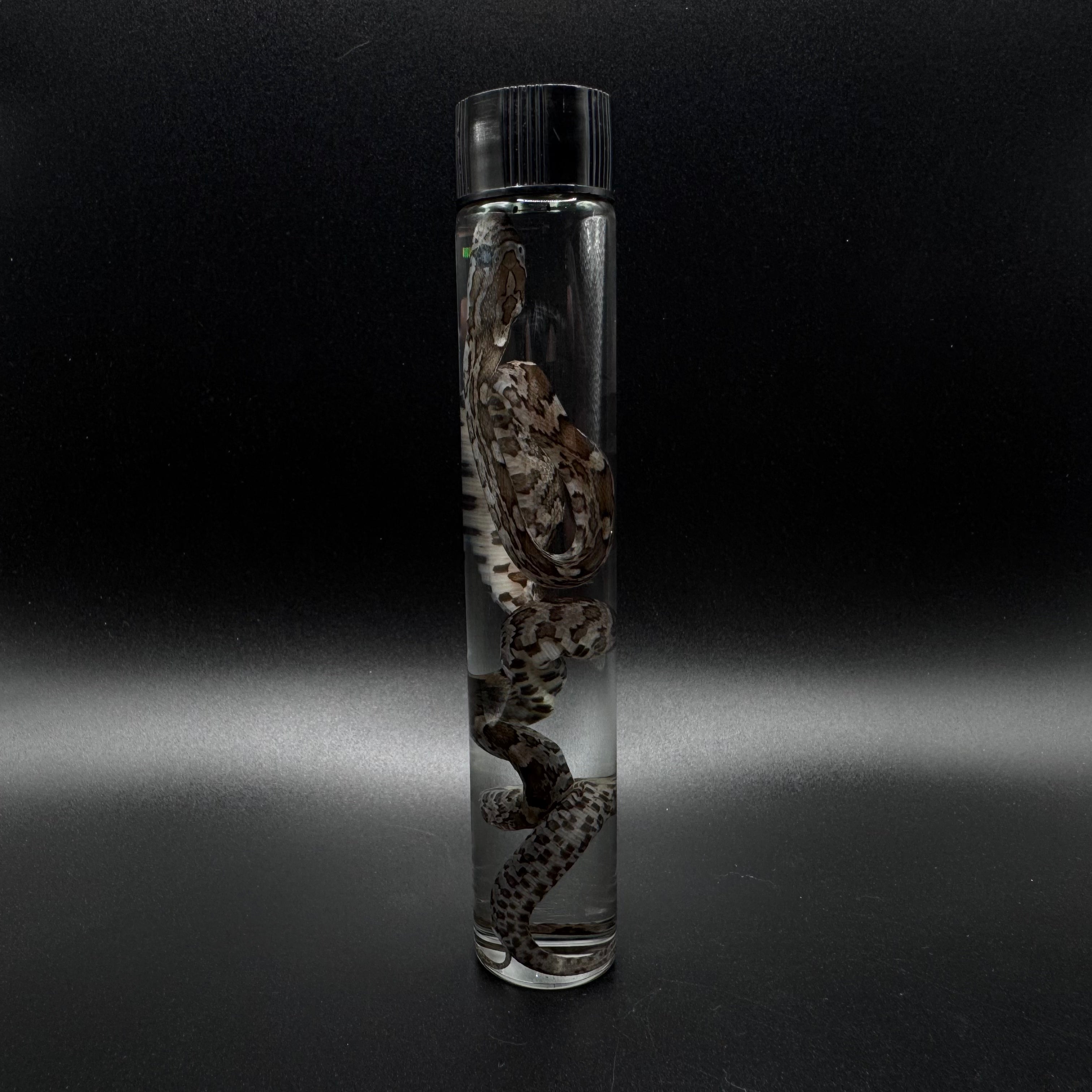 Baby Corn Snake Wet Specimen
