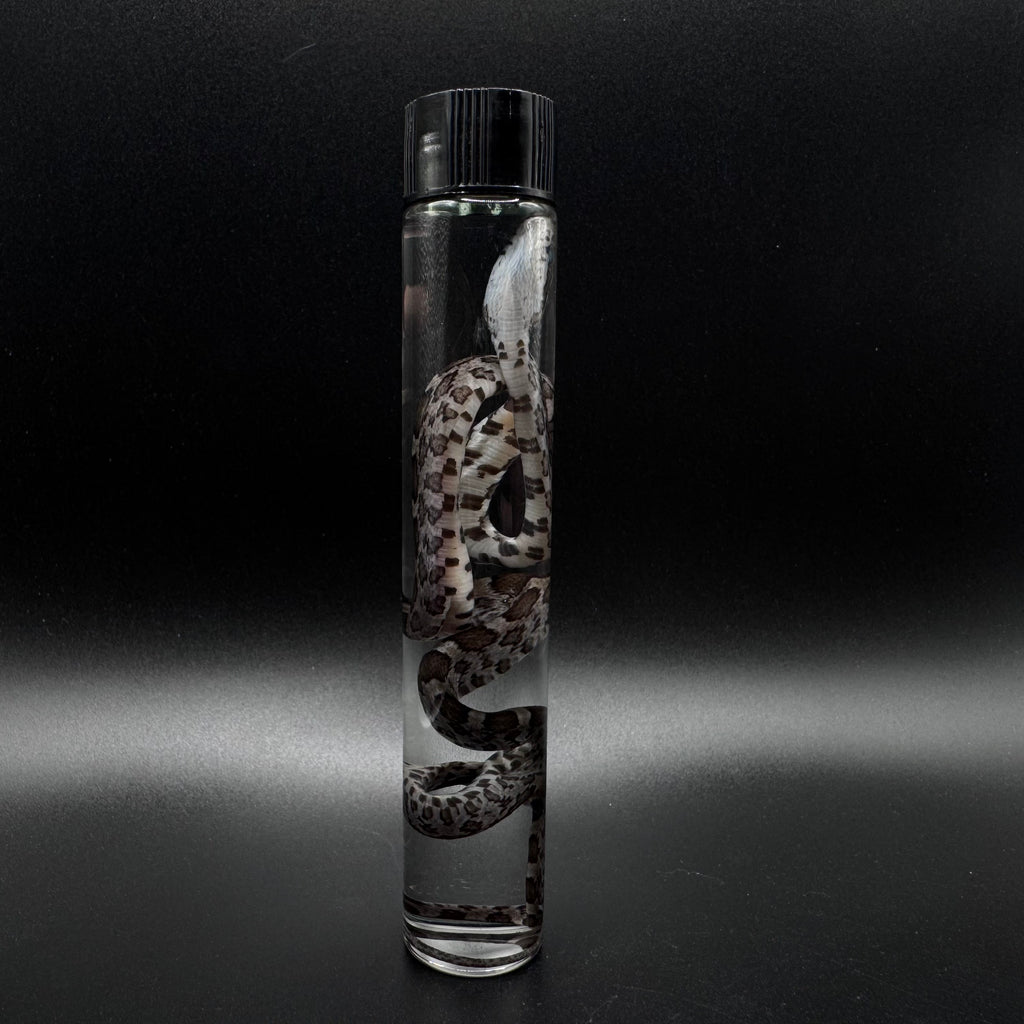 Baby Corn Snake Wet Specimen
