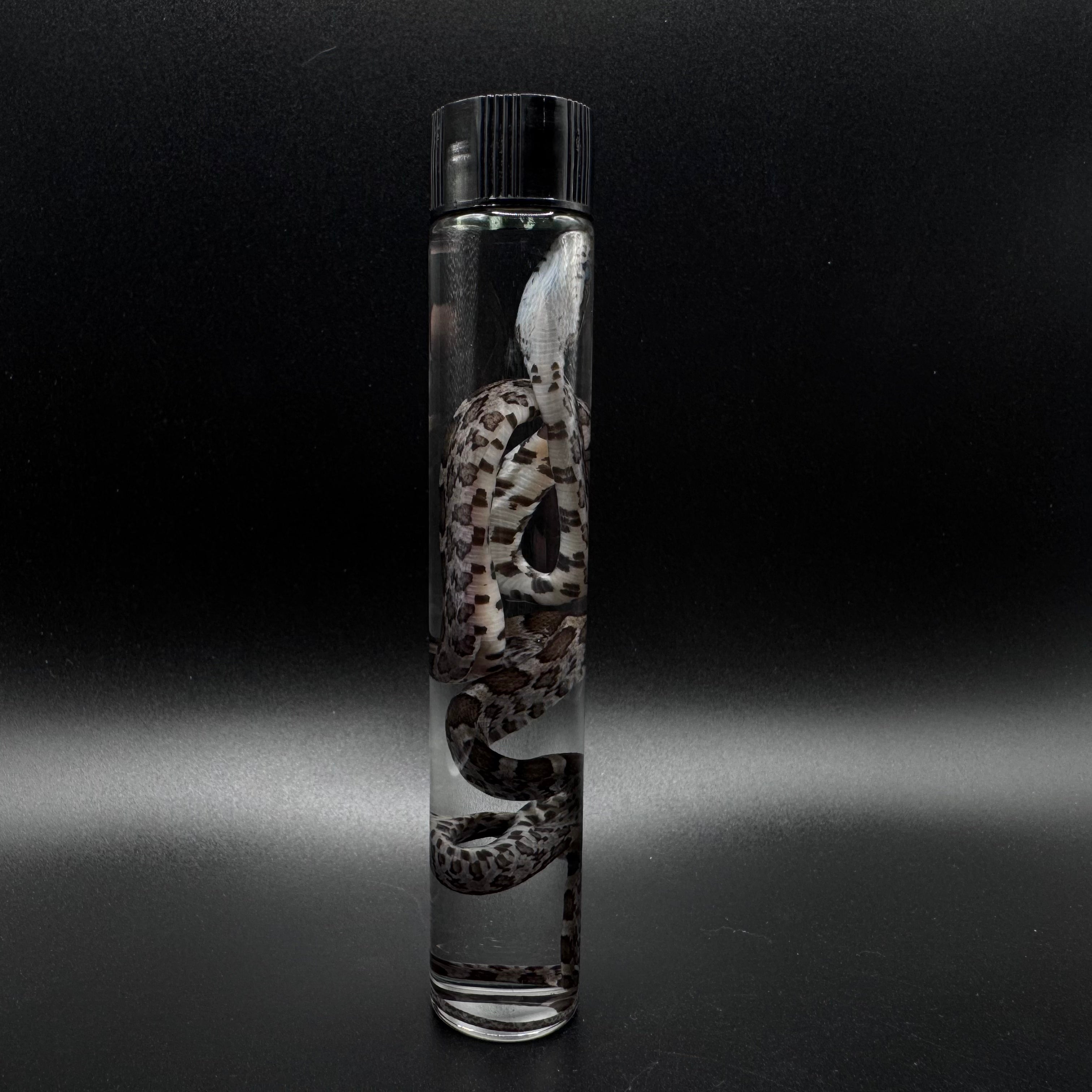 Baby Corn Snake Wet Specimen